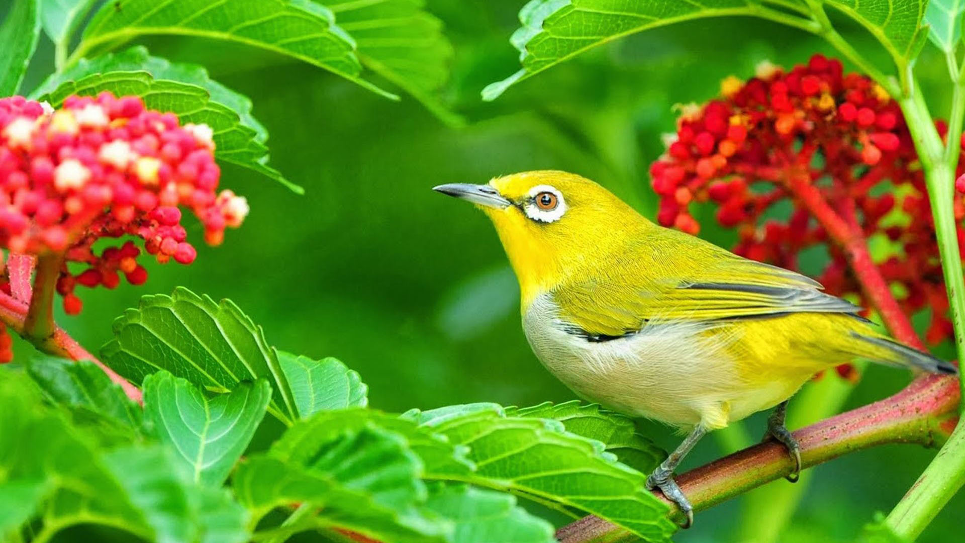 Yellow Green Bird On Green Leaves Plant Branch 2K Birds