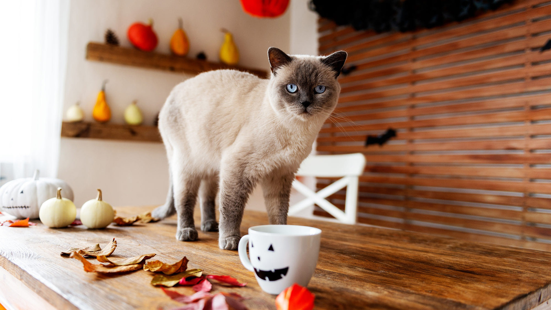 White Black Cat With Blue Eyes Is Sitting On Wood Table In Colorful Pumpkins Wallpaper 2K Cat