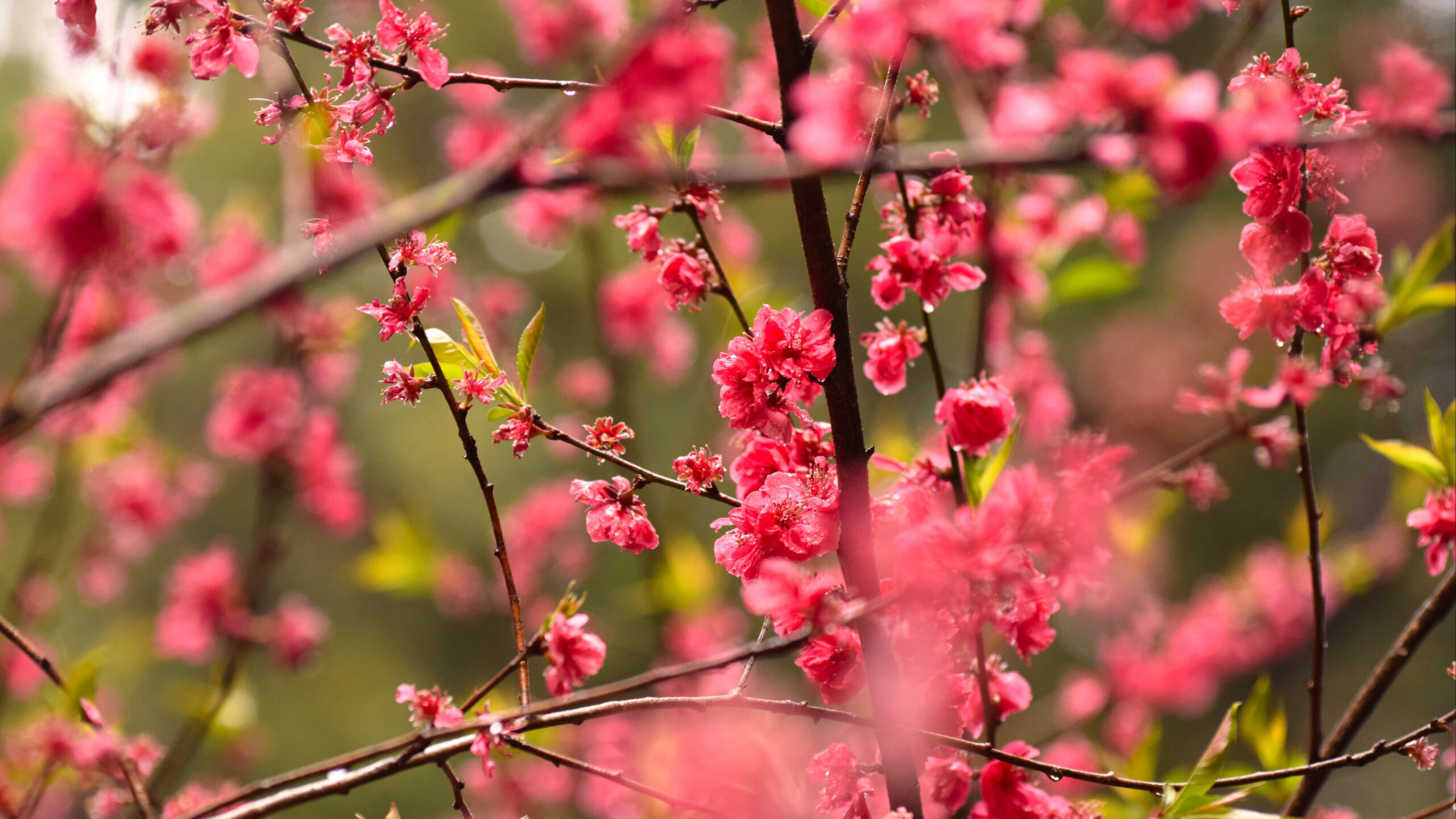 Red Pink Plum Flowers Petals Tree Branches Blur Bokeh Wallpaper K 2K Flowers