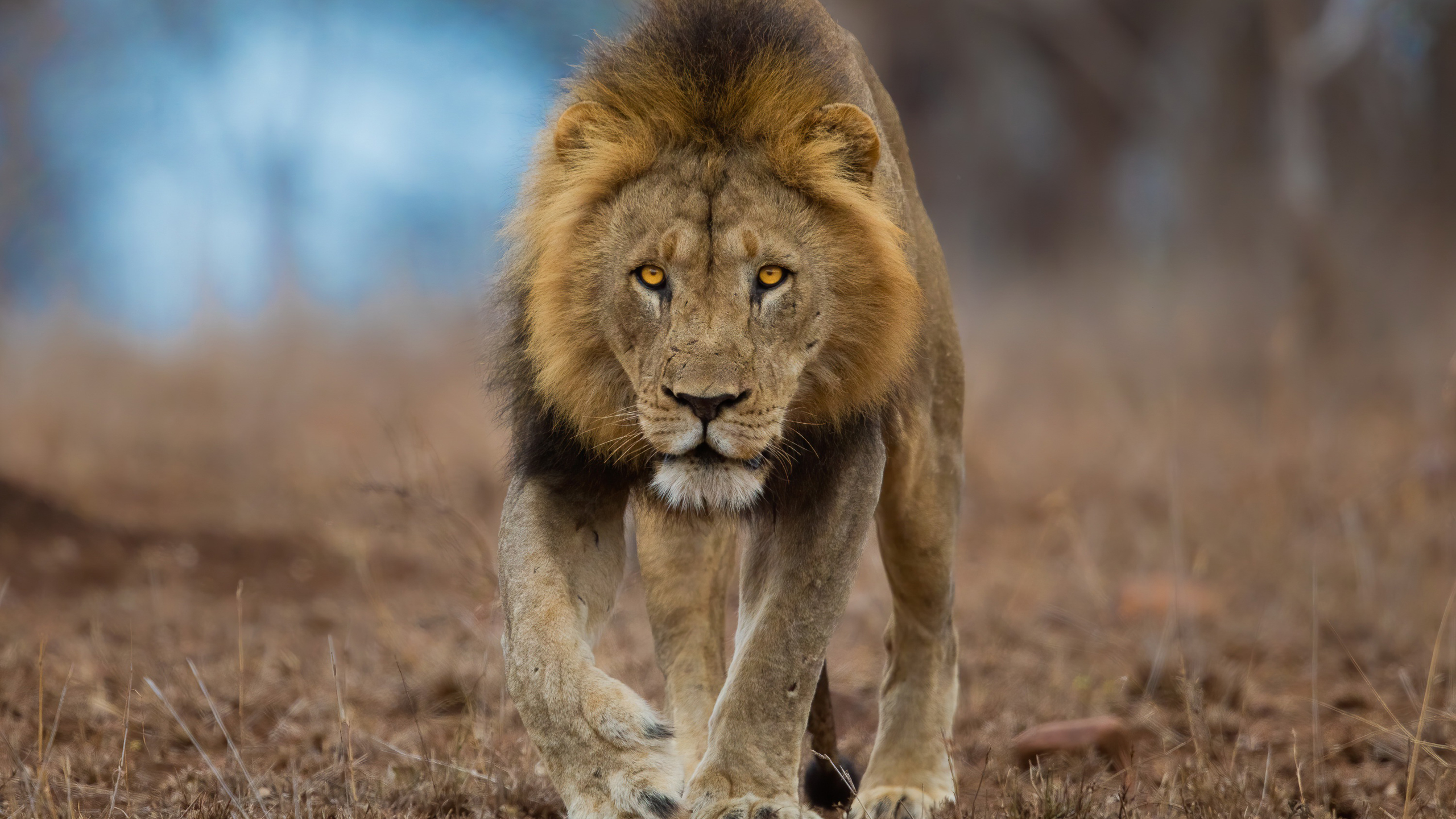 Lion Is Walking On Dry Grassland In Blur Wallpaper 2K Lion
