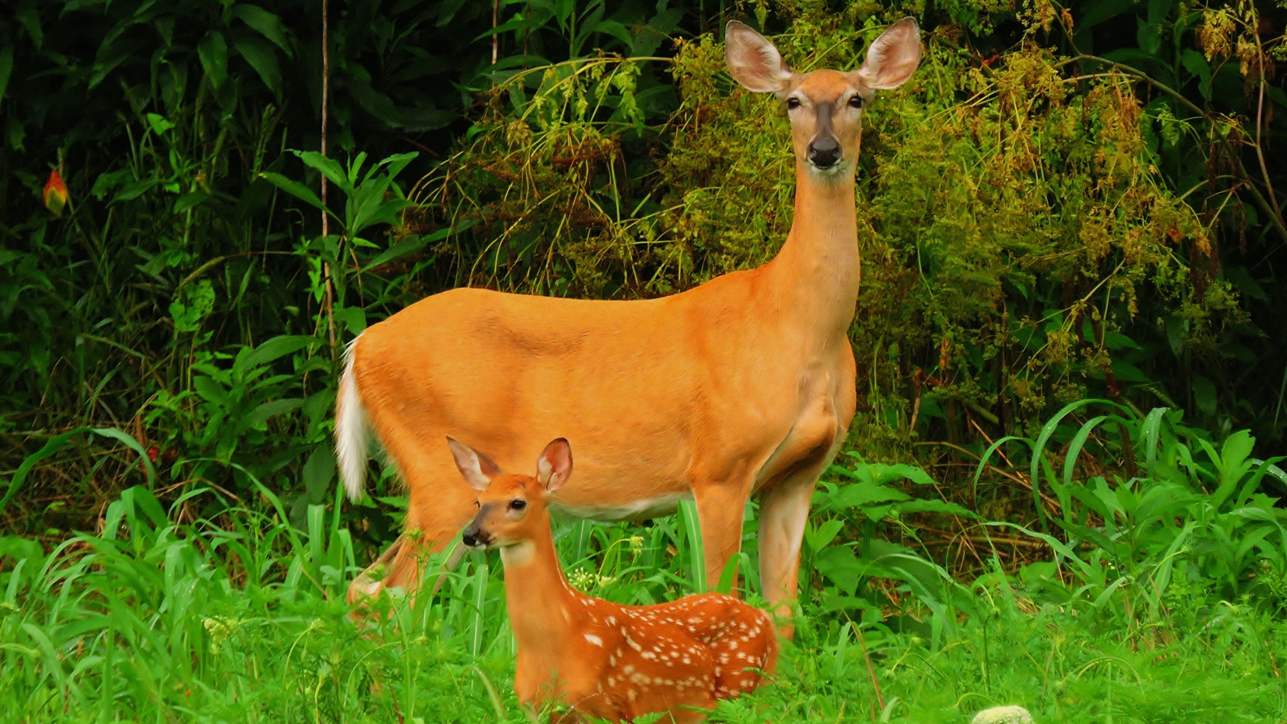 Wonderful Picture Of Mother And Cute Child 2K Deer