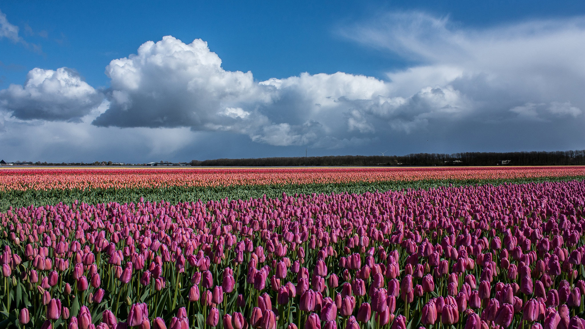 Pink Tulip Flowers Field Garden Under White Clouds Blue Sky During Daytime 2K Flowers
