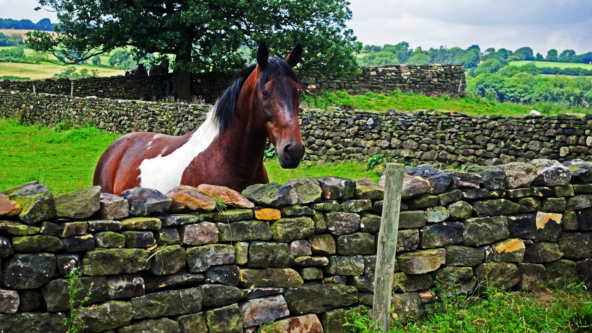 Brown And White Horse Is Standing Near Stones 2K Horse