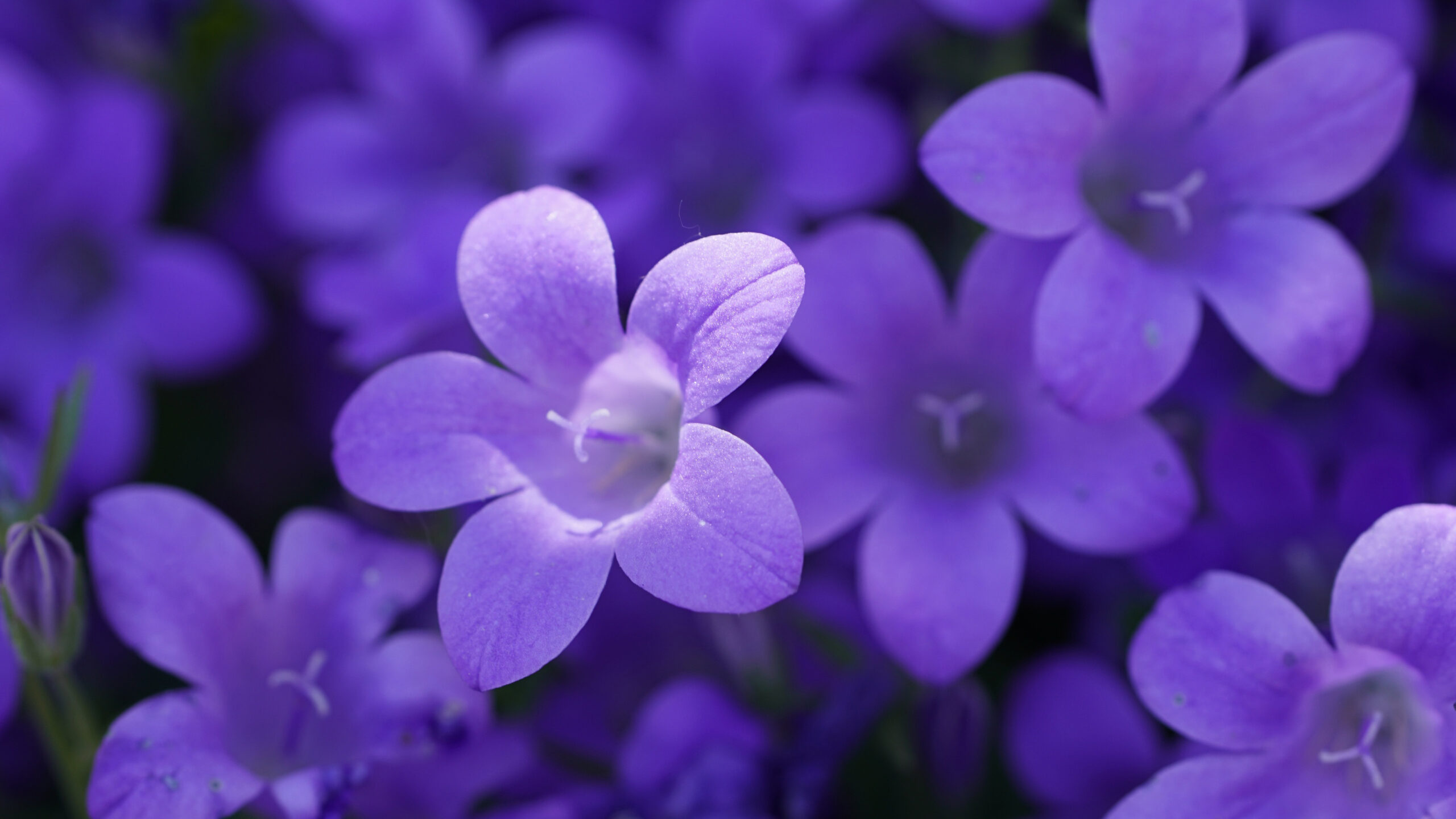 Violet Flowers Field Plants Sunlight Blur Wallpaper K 2K Flowers