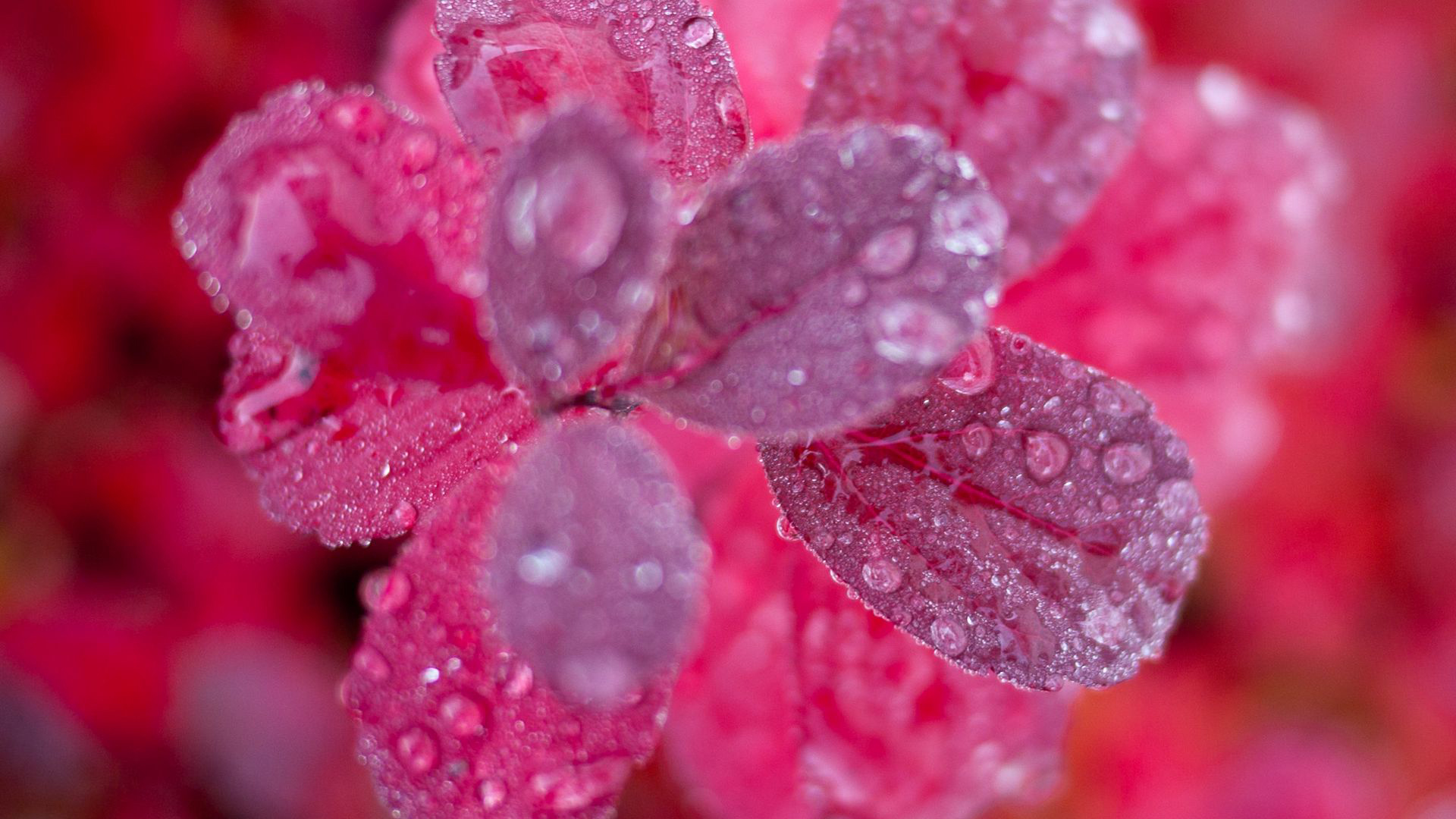 Red Leaves Plant With Water Drops Blur Wallpaper 2K Photography