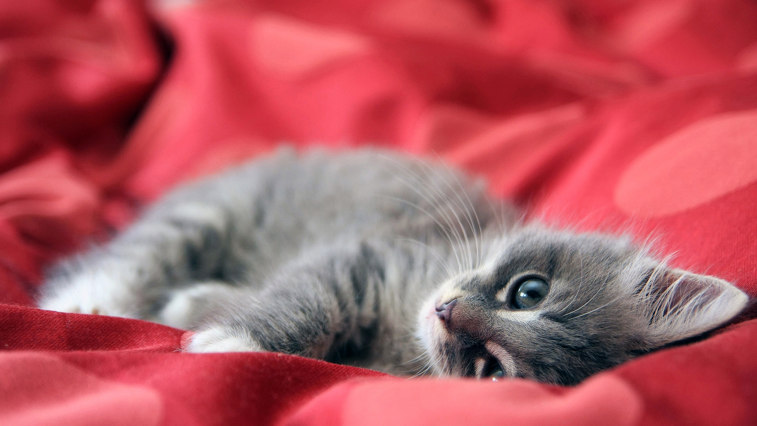 Cute Kitten Is Lying On Red Cloth 2K Kitten