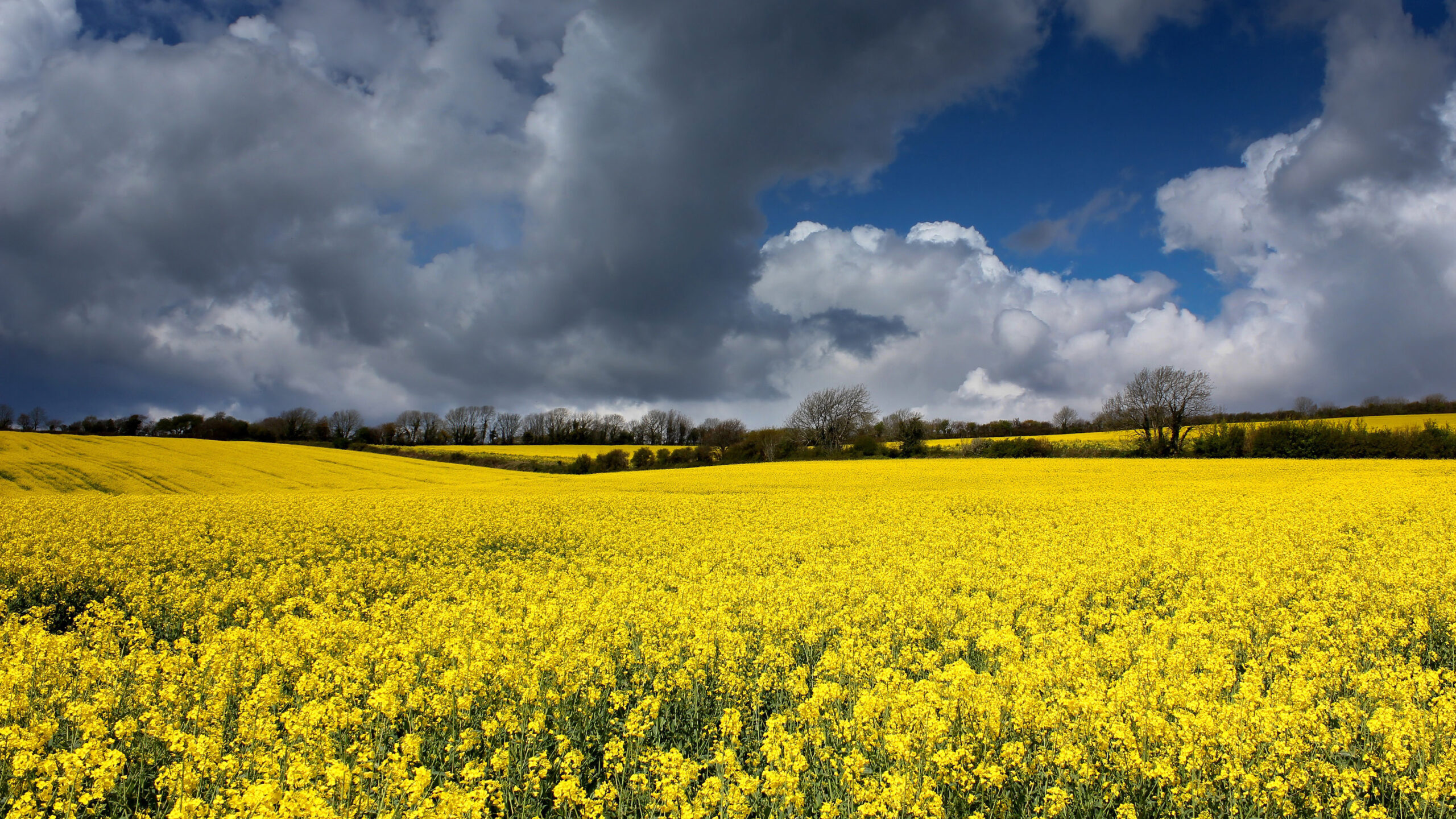 Beautiful Yellow Rapeseed Flowers Field Trees Under White Clouds Blue Sky During Daytime K 2K Nature