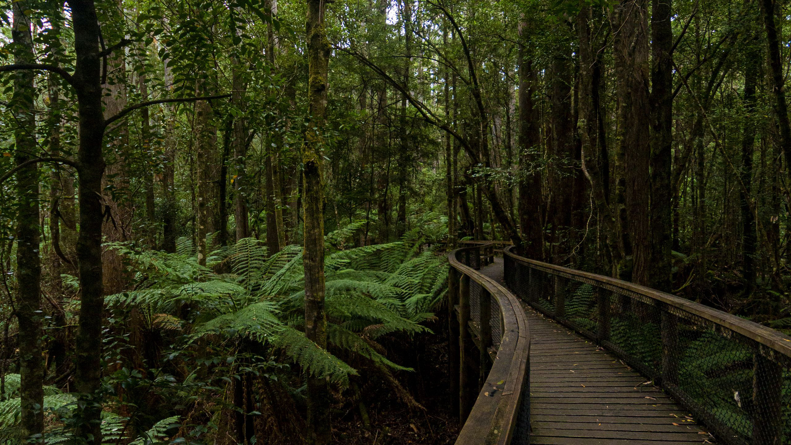 Wood Bridge Between Trees Forest 2K Nature