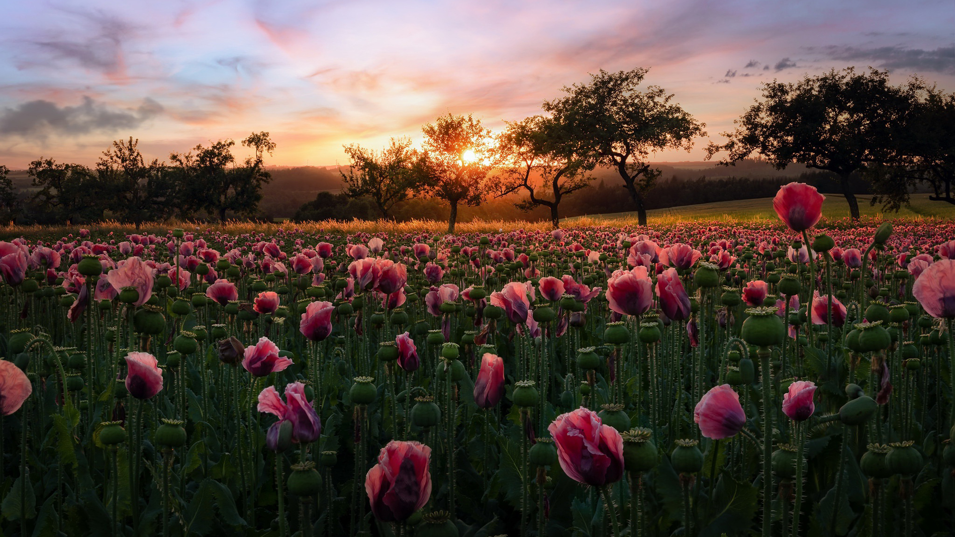 Beautiful Pink Tulip Flowers Field Green Trees Mountains Wallpaper During Sunset 2K Flowers