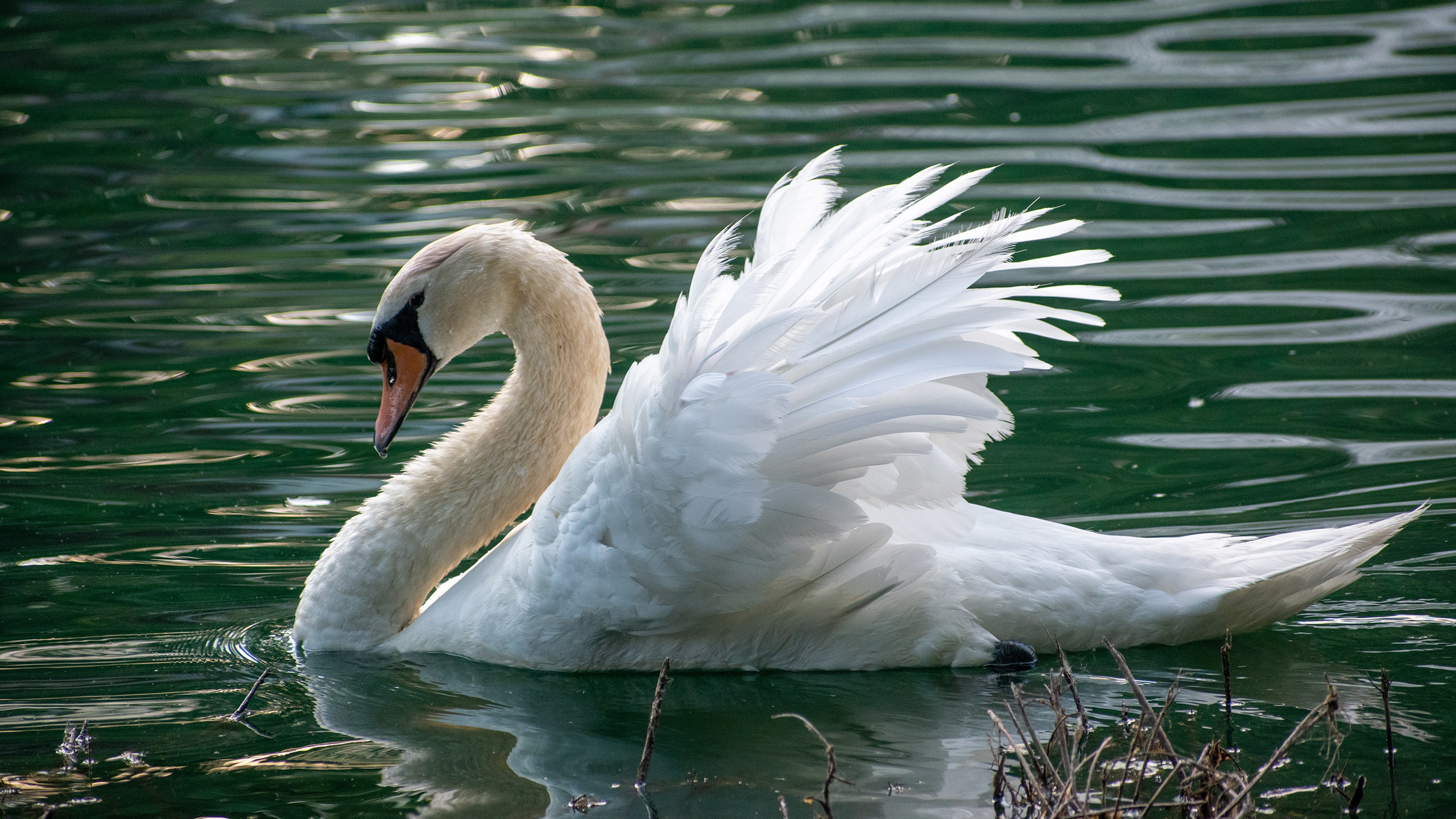 White Swan On Green Water 2K Birds