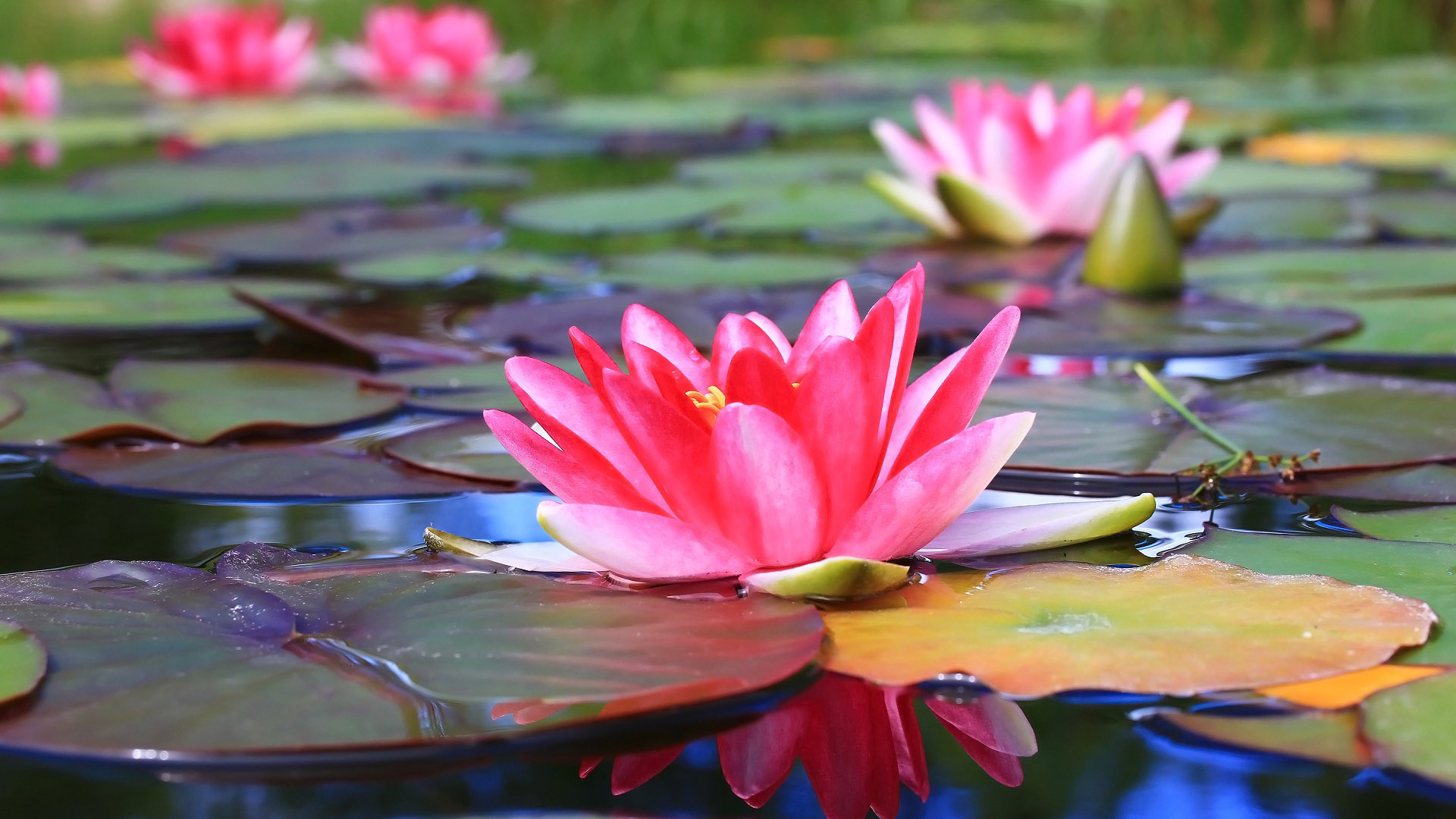 Pink Water Lily Flower With Leaves 2K Flowers