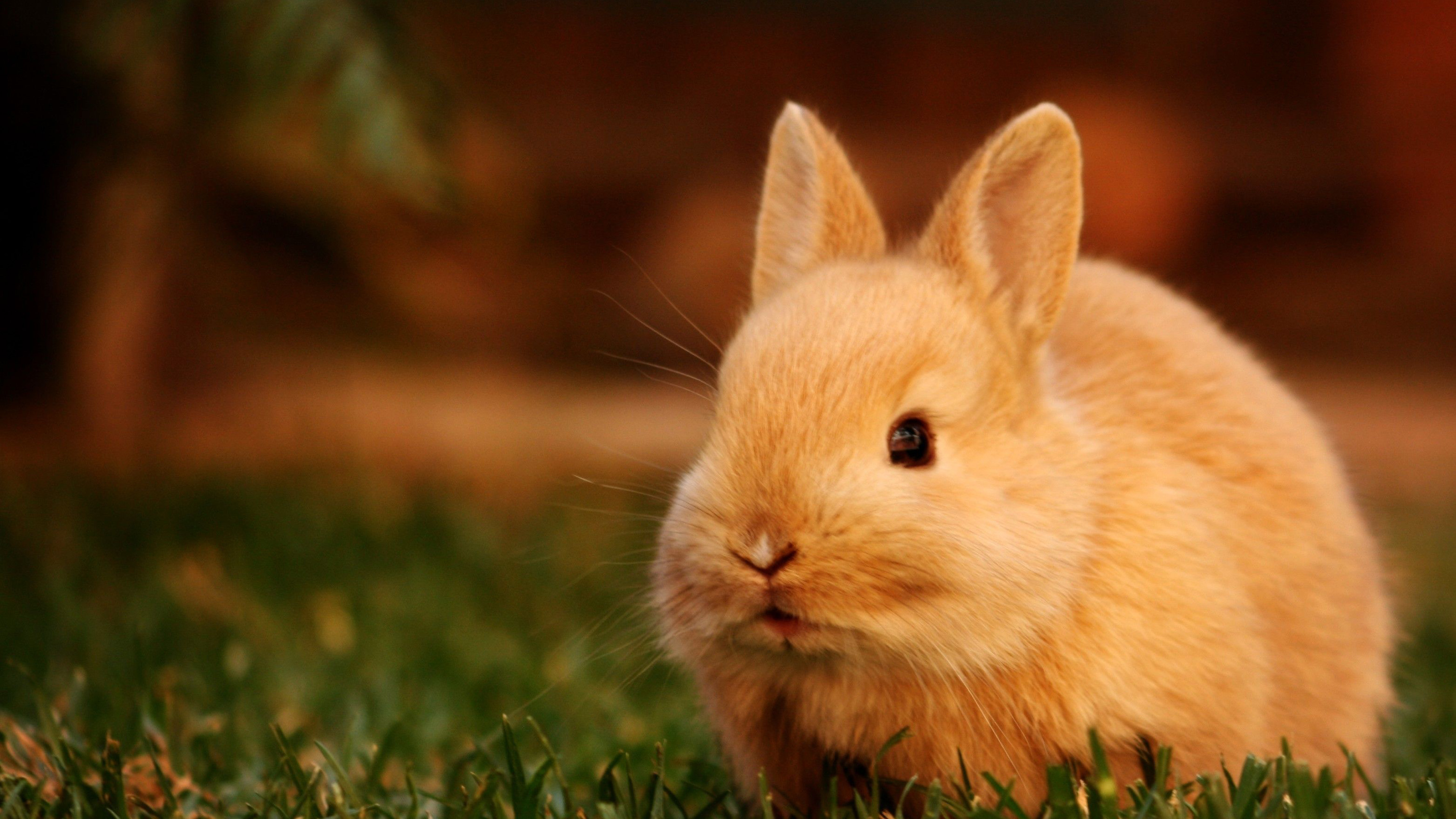Cute Brown Rabbit Closeup Photo In A Blur Wallpaper K 2K Animals