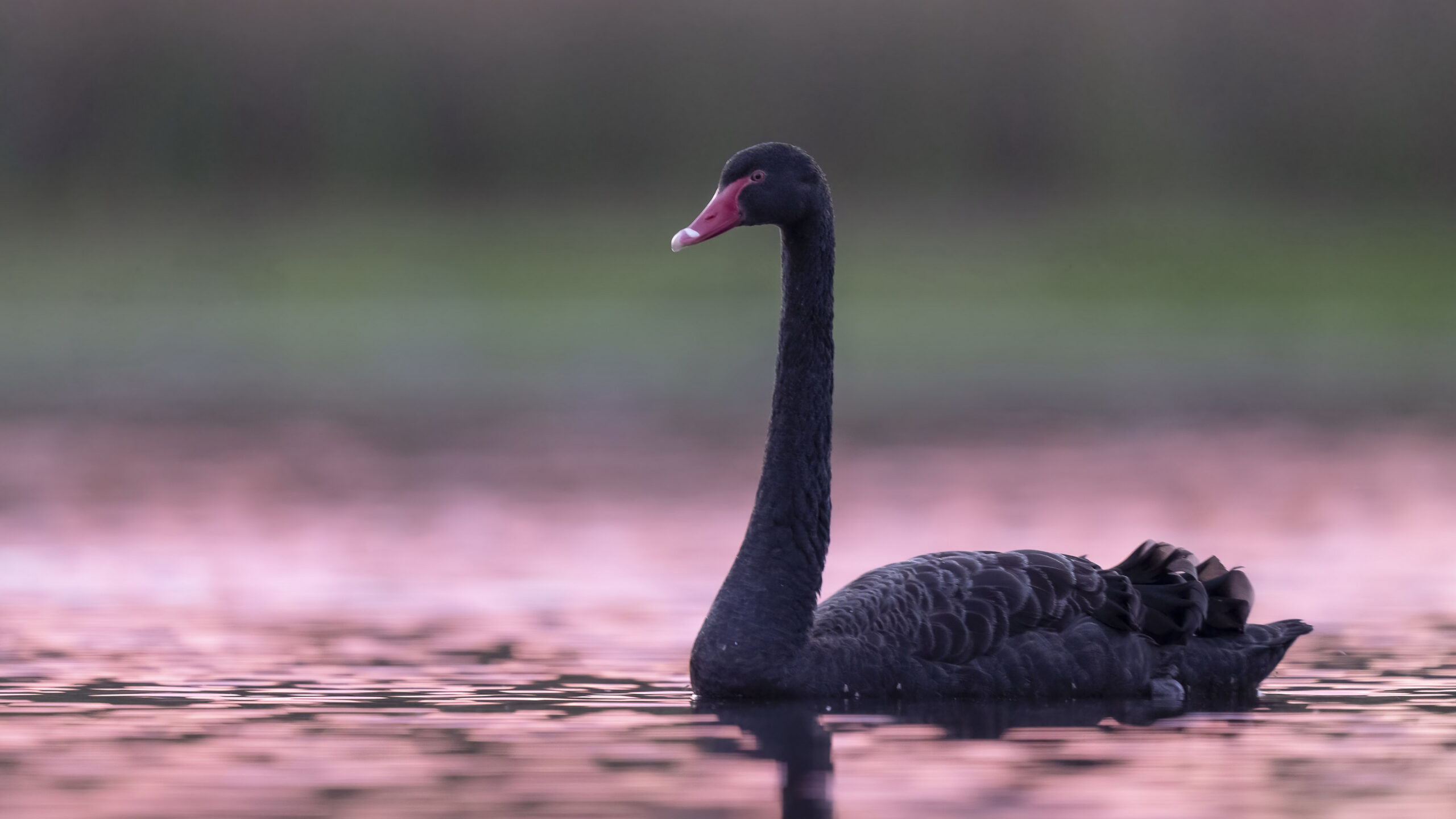 Black Swan Is Floating On Water In Blur Wallpaper K 2K Swan