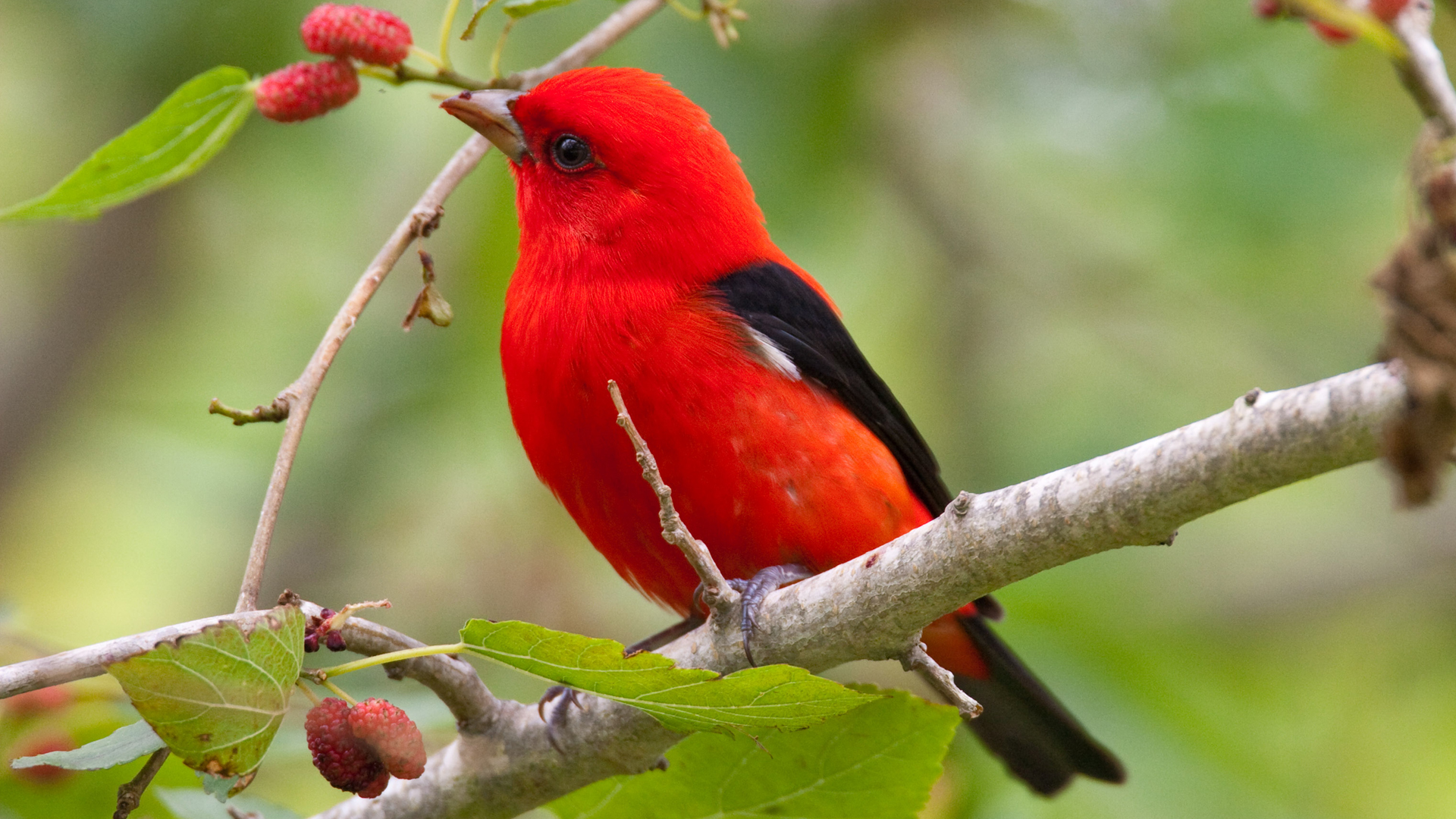 Red Black Little Bird Is Perching On Plums Tree Branch 2K Birds
