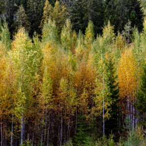 Green Yellow Autumn Leaves Trees Forest K 2K Autumn