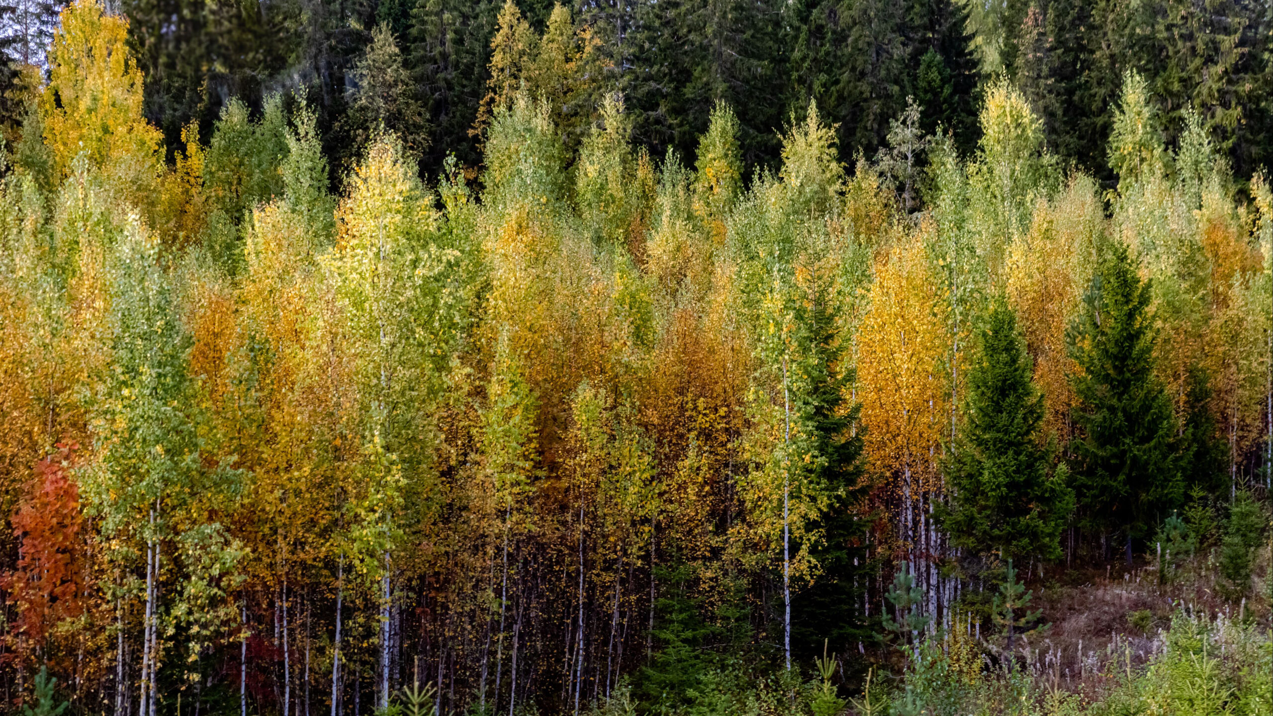 Green Yellow Autumn Leaves Trees Forest K 2K Autumn