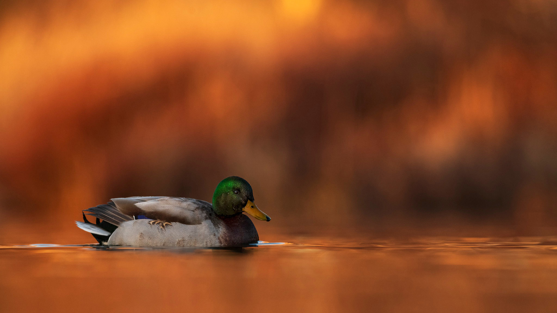 Duck Is Floating On Water With Blur Brown Wallpaper 2K Birds