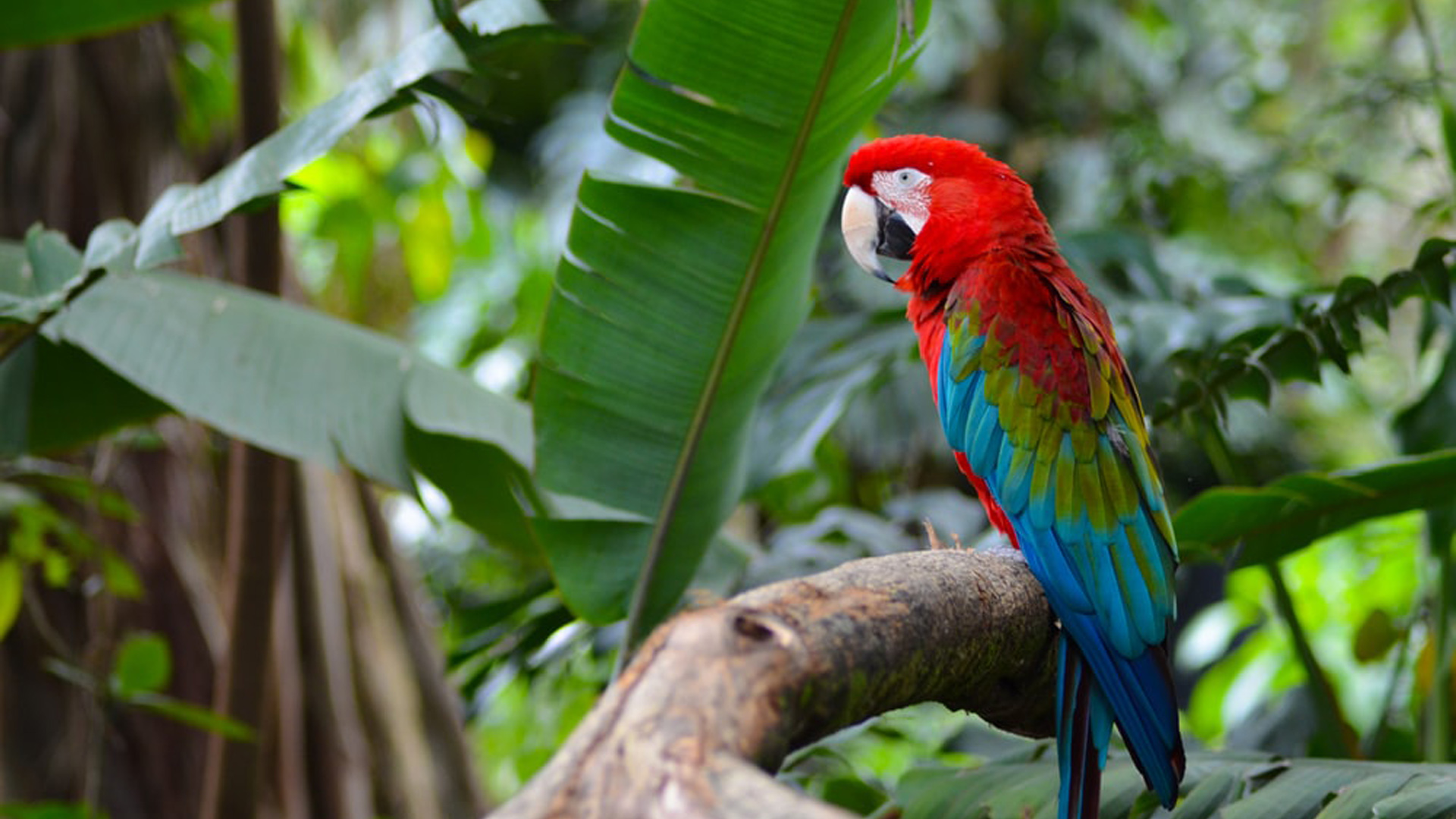 Beautiful Red Blue Green Parrot Bird Is Standing On Tree Branch In Blur Green Leaves Wallpaper 2K Birds