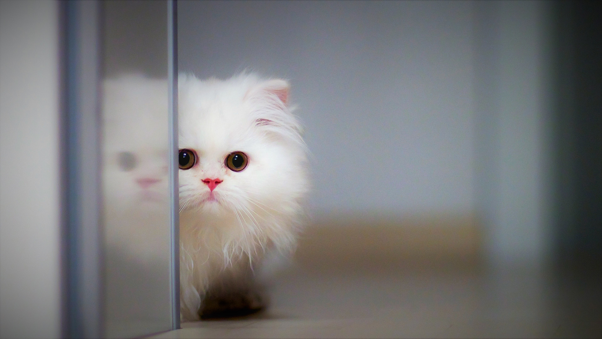 White Baby Fluffy Kitten Is Standing Near Glass Door 2K Kitten