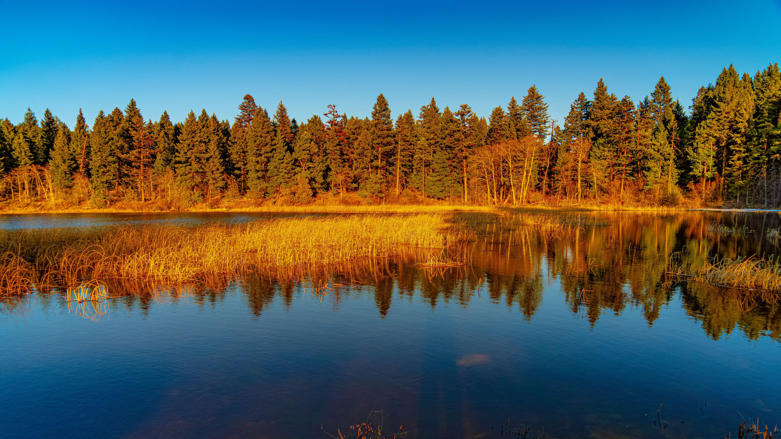 Landscape View Of Green Orange Autumn Trees Forest Grass Under Blue Sky Reflection On Lake K 2K Autumn