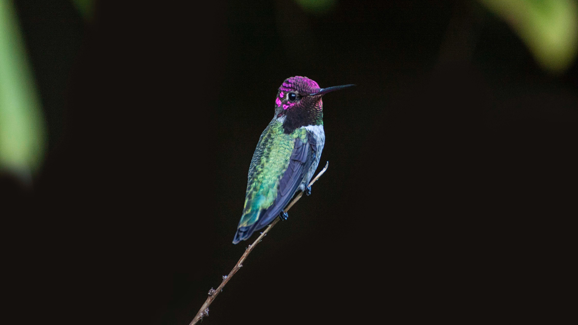 Colorful Hummingbird Is Standing On Plant Stem In Black Wallpaper 2K Birds