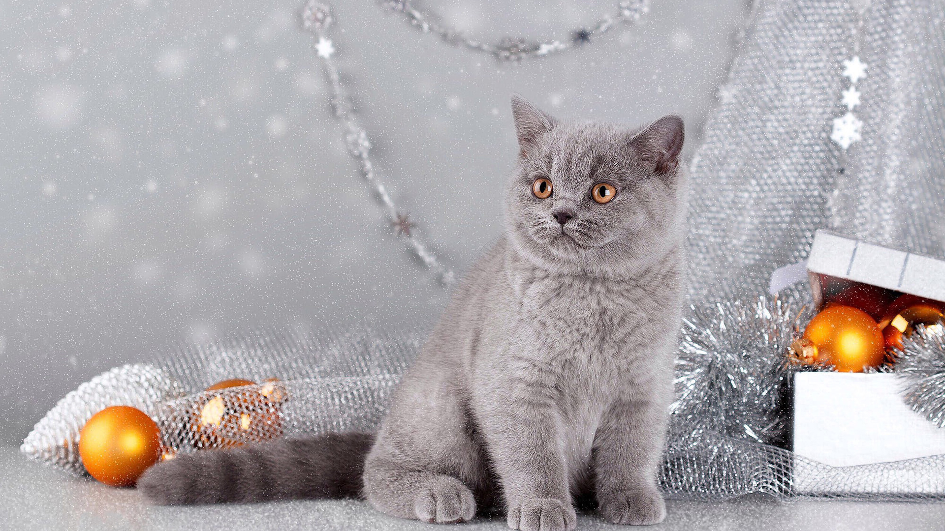 Dark Ash Persian Cat In Decoration Items Wallpaper 2K Cat