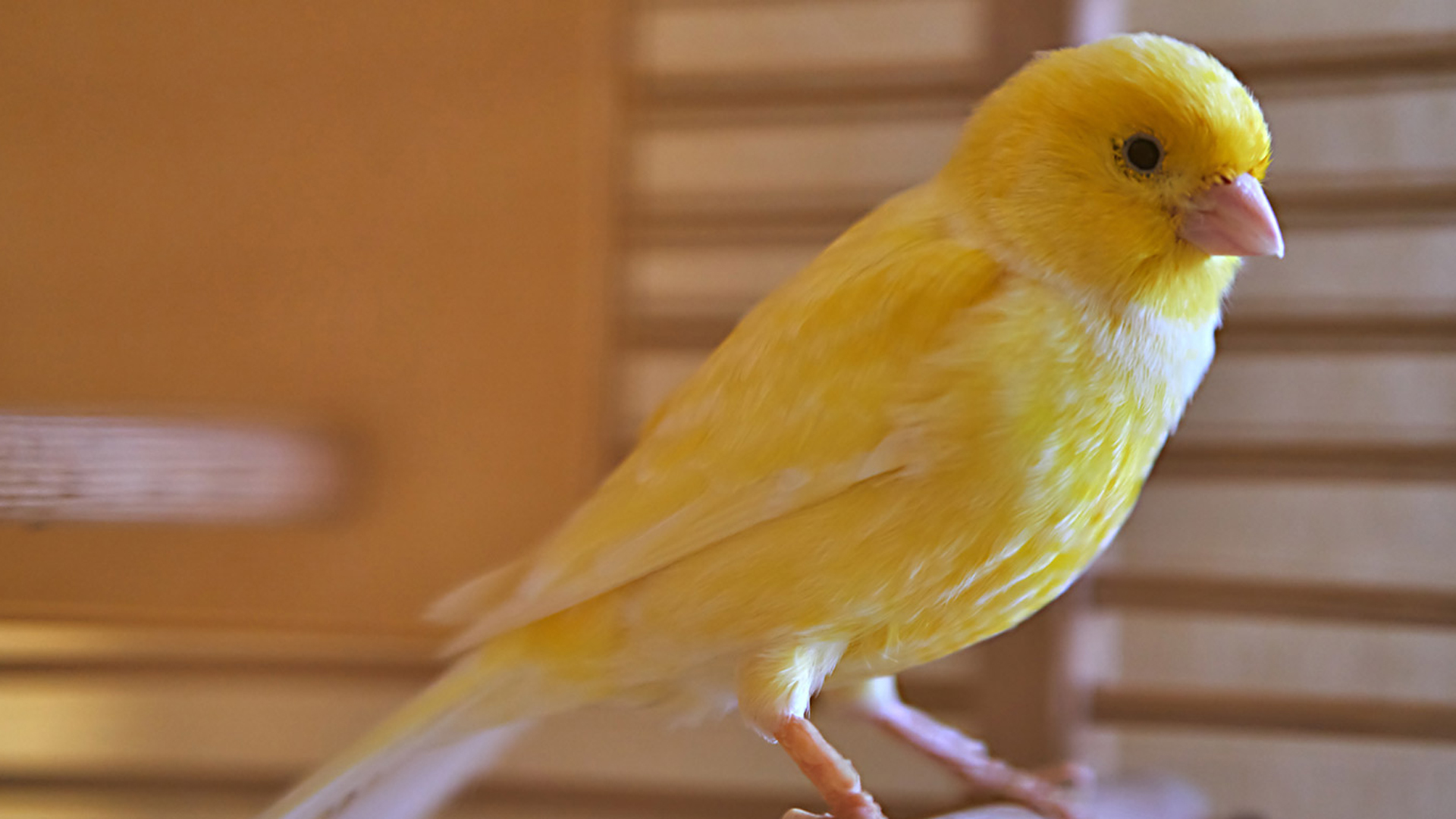 Yellow Bird Is Standing On Floor In Blur Wallpaper 2K Birds