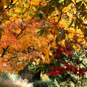 Beautiful Yellow Green Red Autumn Leaves Trees Forest Wallpaper K 2K Autumn