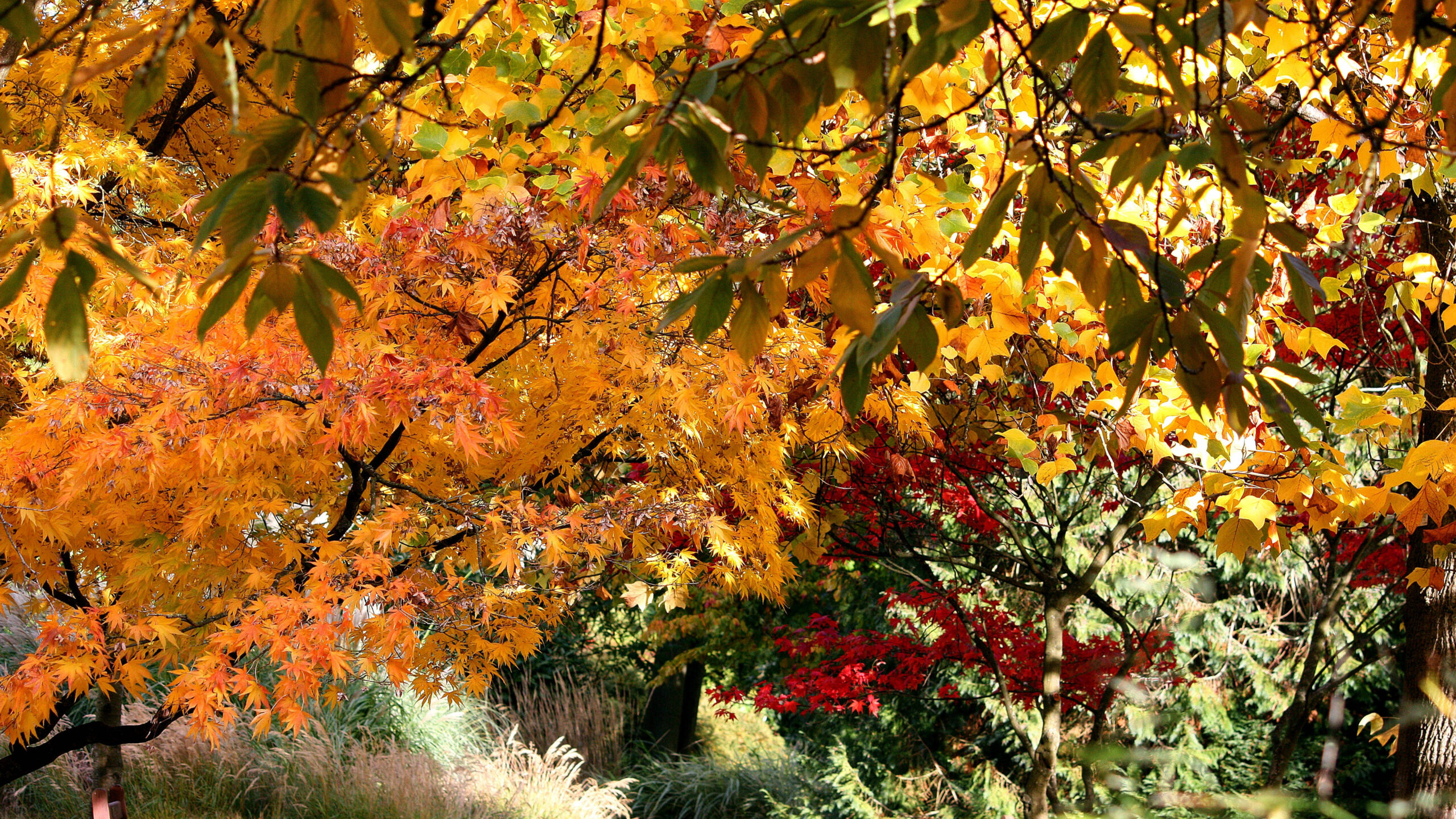 Beautiful Yellow Green Red Autumn Leaves Trees Forest Wallpaper K 2K Autumn