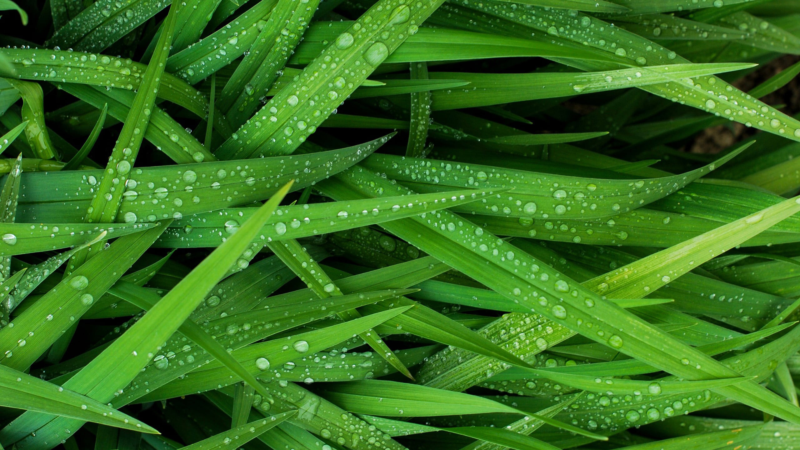Green Grass With Water Drops 2K Green