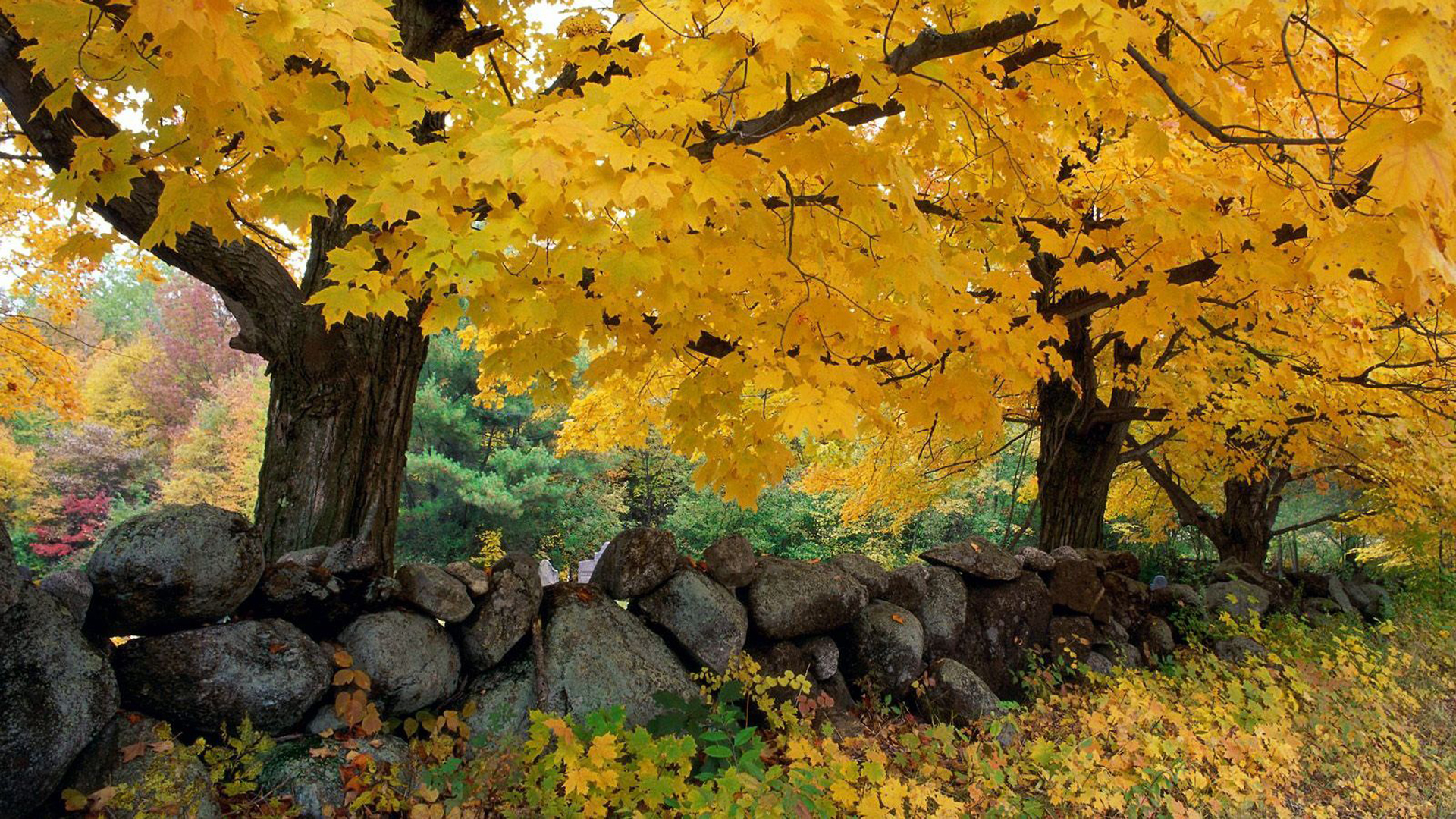 Yellow Autumn Fall Leaves Trees Stones 2K Fall
