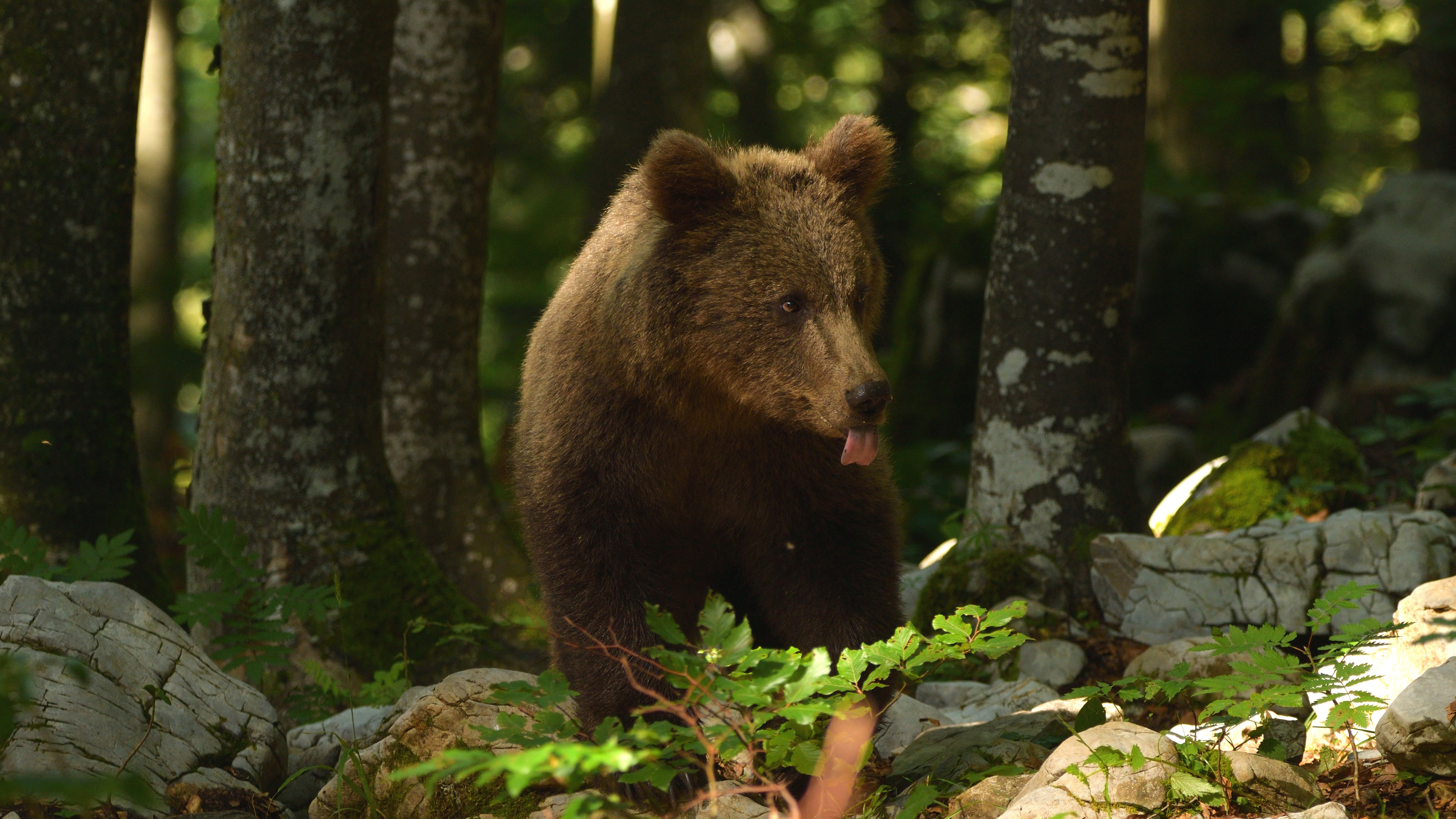 Brown Bear In Forest During Daytime K 2K Animals