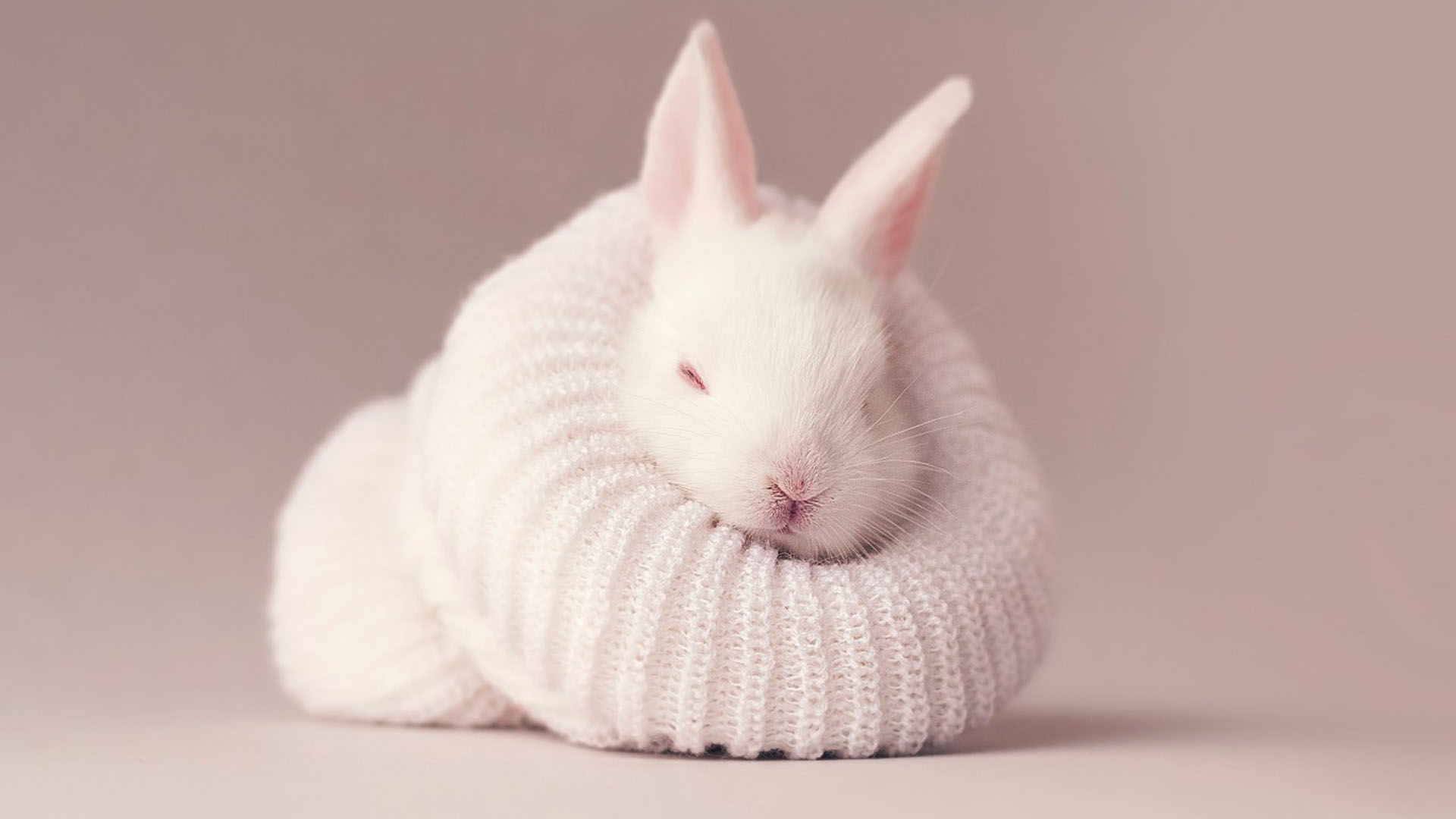 White Rabbit Newborn Bunny Covered With Woolen Knitted Cloth 2K Rabbit