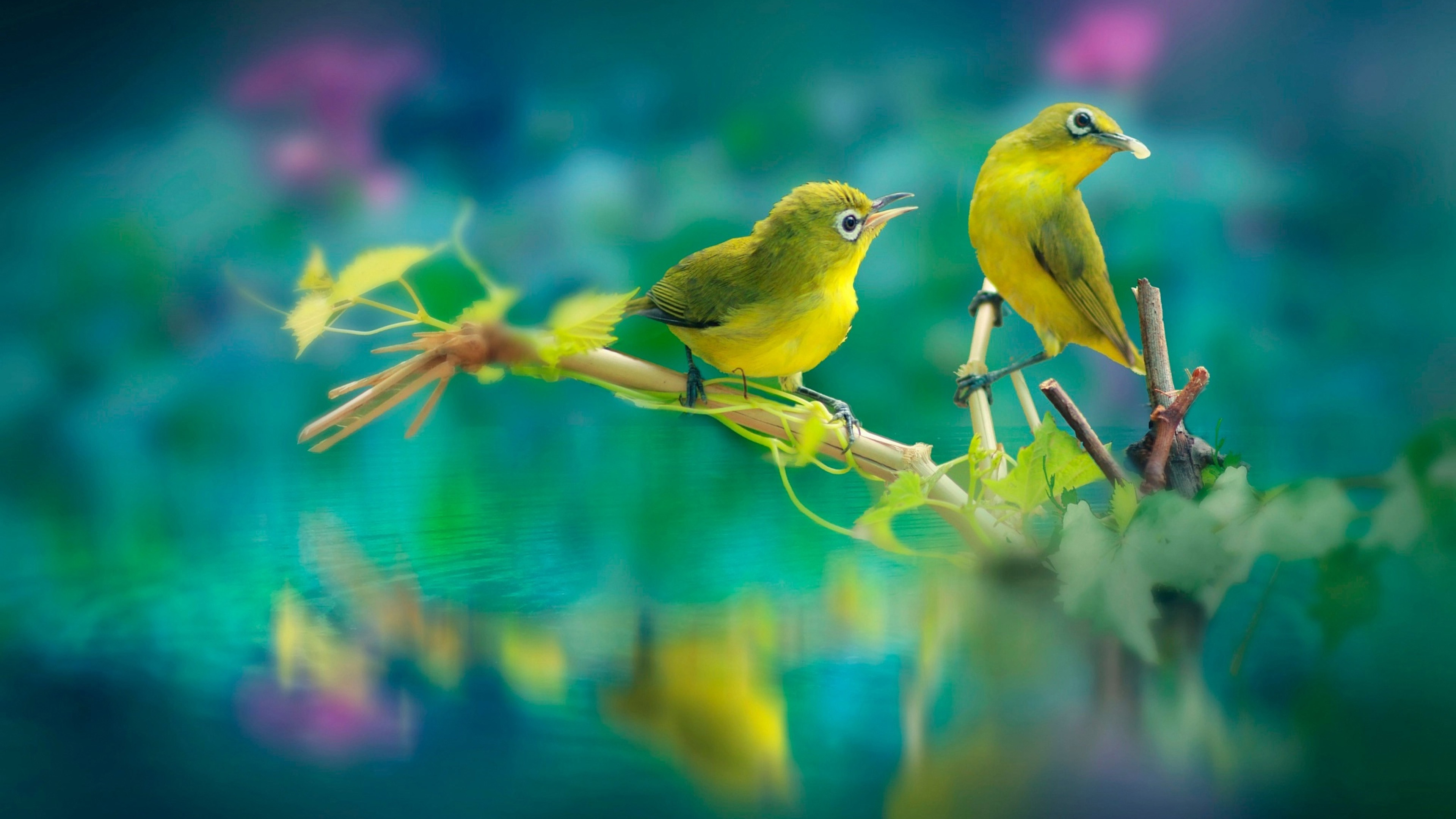 Cute Yellow Birds Are Sitting On Stick In Body Of Water With Reflection K 2K Animals