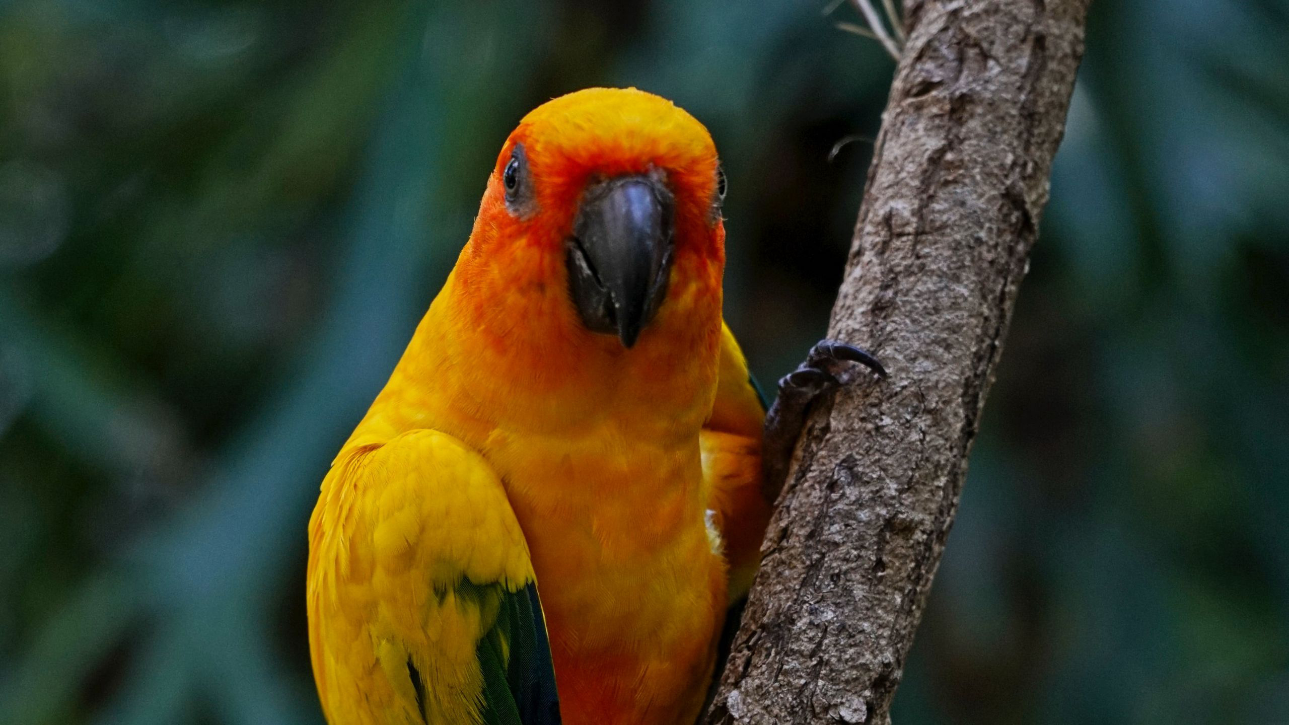 Yellow Aratinga Parrot Bird Is Standing On Tree Branch In Blur Green Wallpaper 2K Birds