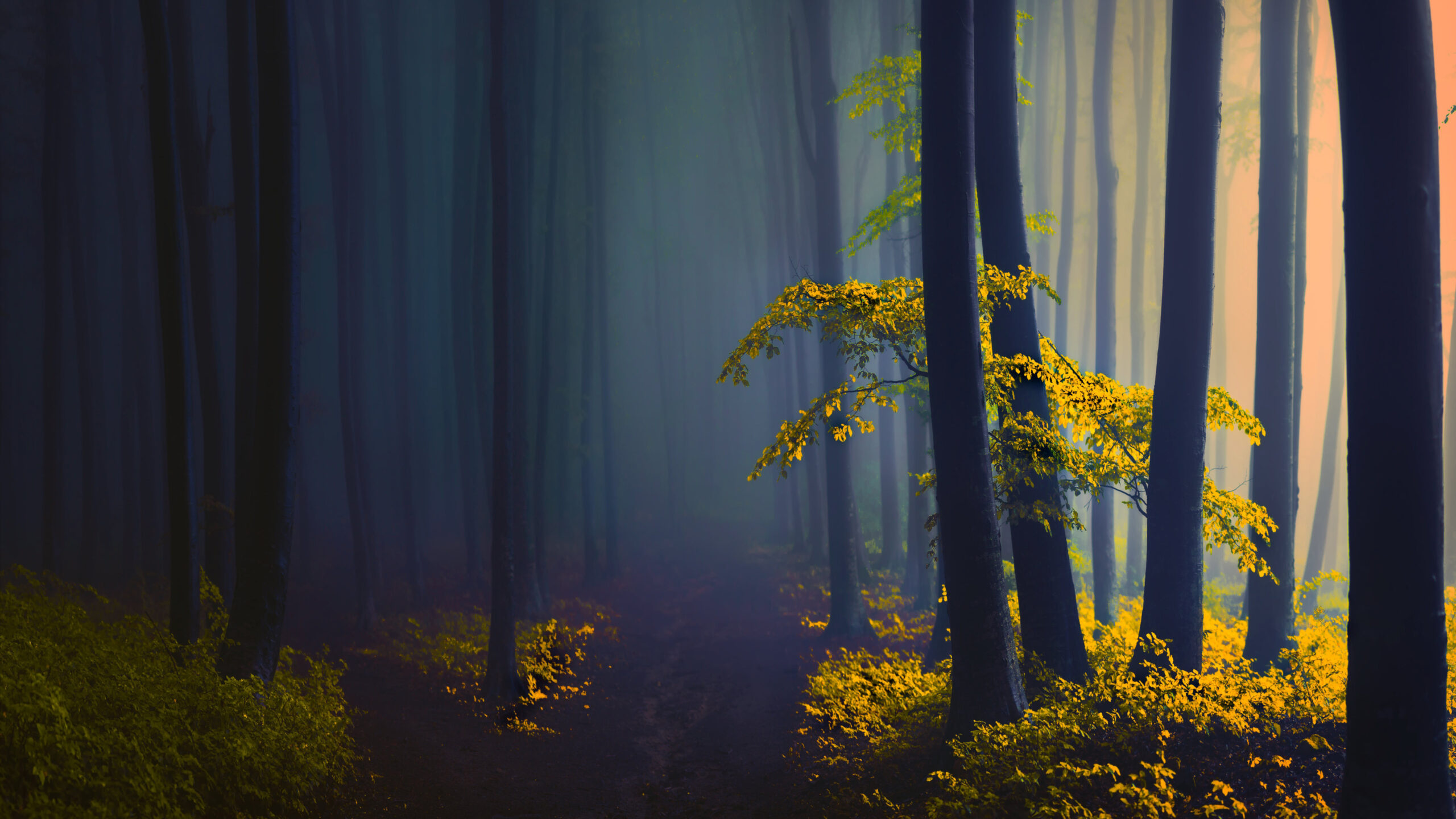 Dark Fog Covered Forest With Sunbeam K K 2K Nature