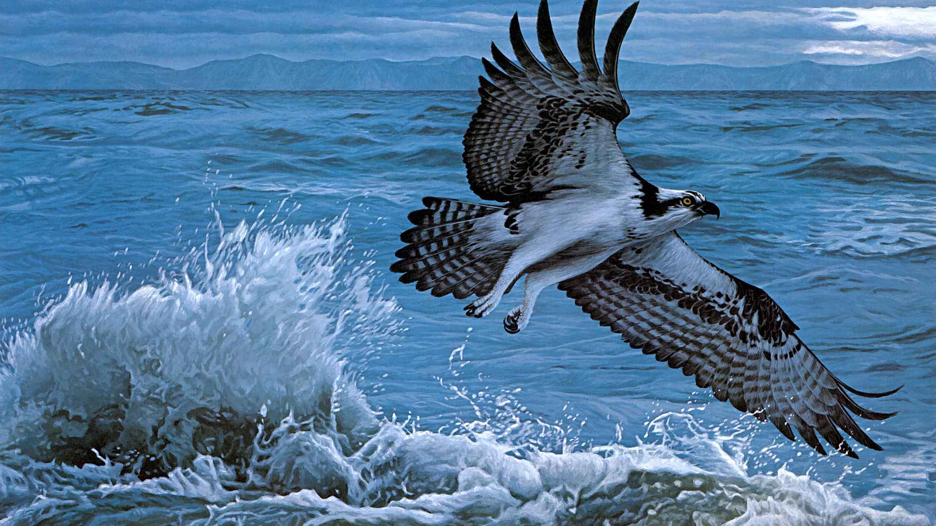 Black White Osprey Is Flying Up From Sea 2K Animals