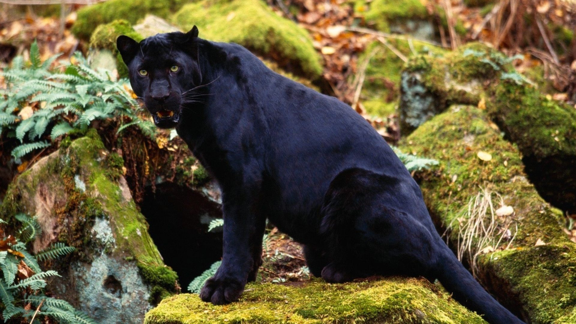 Black Panther Is Sitting On Green Algae Covered Stone In Green Plants Wallpaper 2K Green