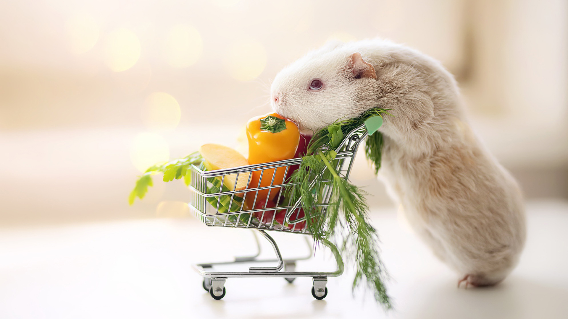 Guinea Pig Is Standing With Vegetable Cart In Blur White Wallpaper 2K Animals