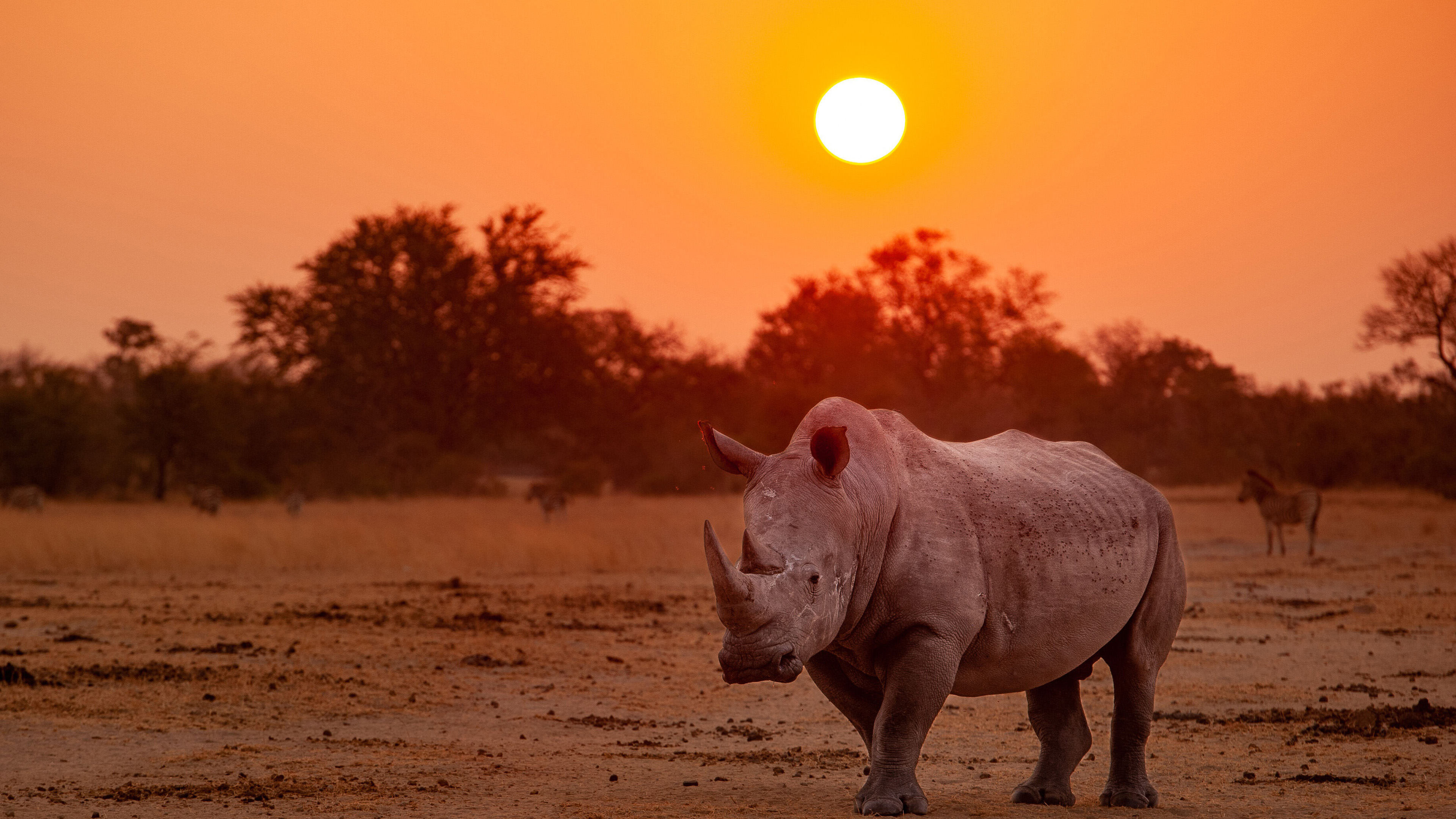 Rhino With Wallpaper Of Trees And Sunset K 2K Animals