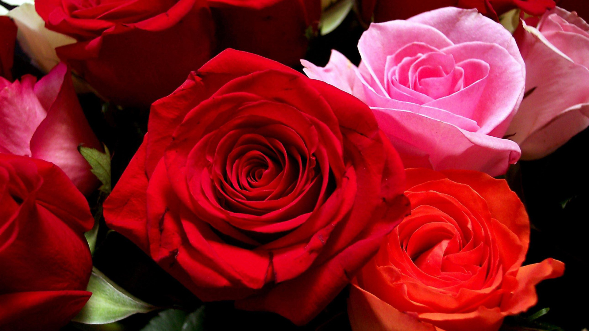 Pink Red Rose Flowers 2K Flowers