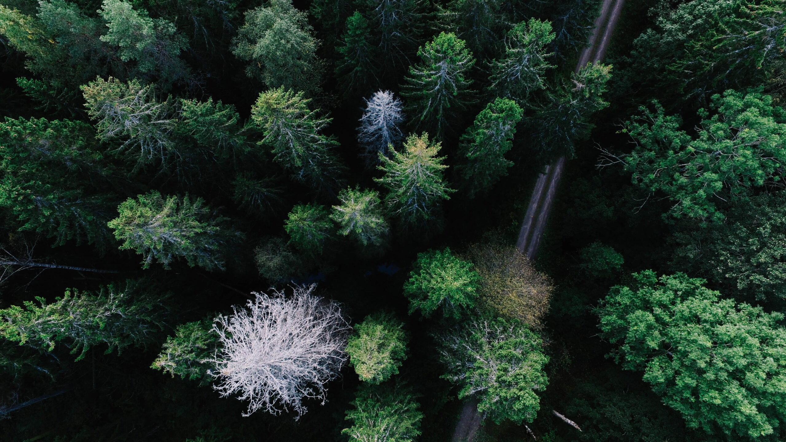 Aerial View Of Spruce Trees Road Forest K 2K Nature