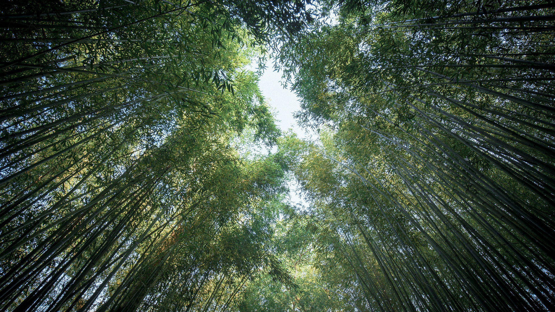 Worm’s Eye View Of Bamboo Trees Forest Under Blue Sky 2K Bamboo