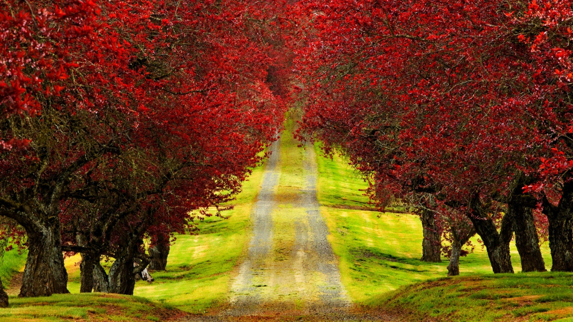 Green Grass Path Between Red Leaves Autumn Fall Trees Branches 2K Fall
