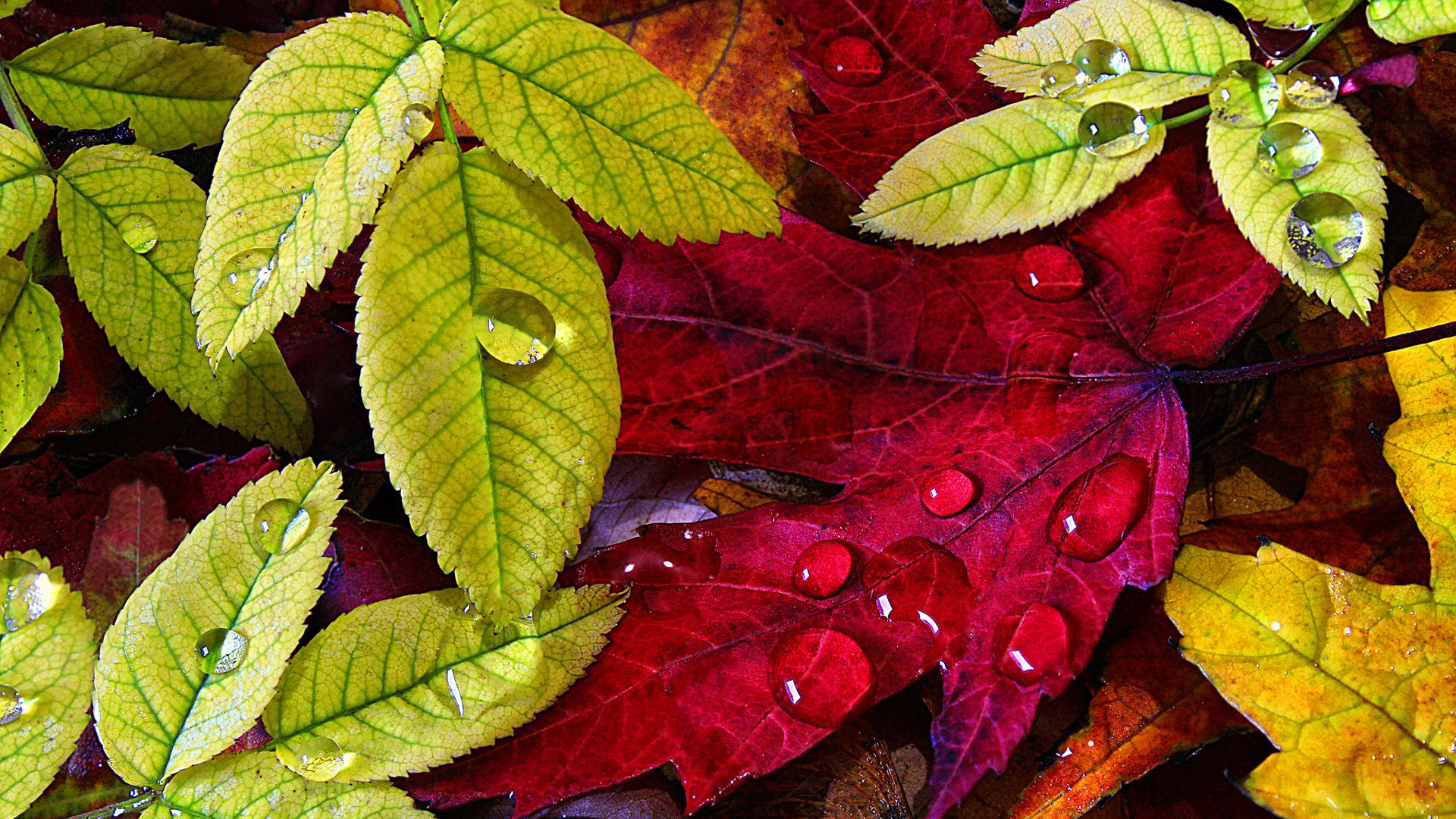 Closeup View Of Green Red Leaves With Water Drops 2K Nature