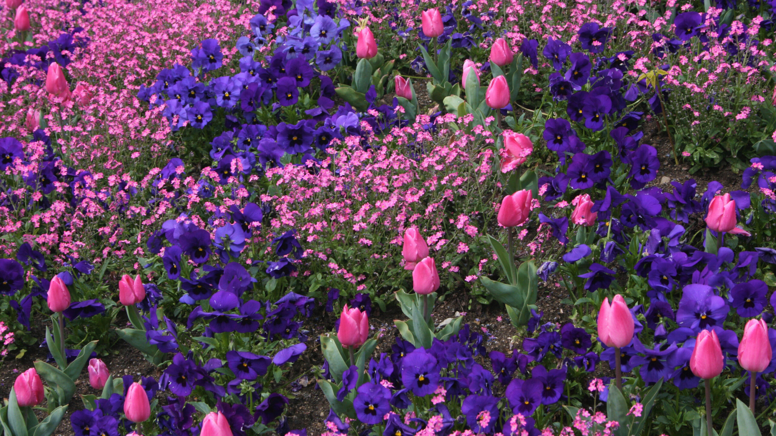 Pansy Pink Purple Tulip Flowers Field K 2K Flowers