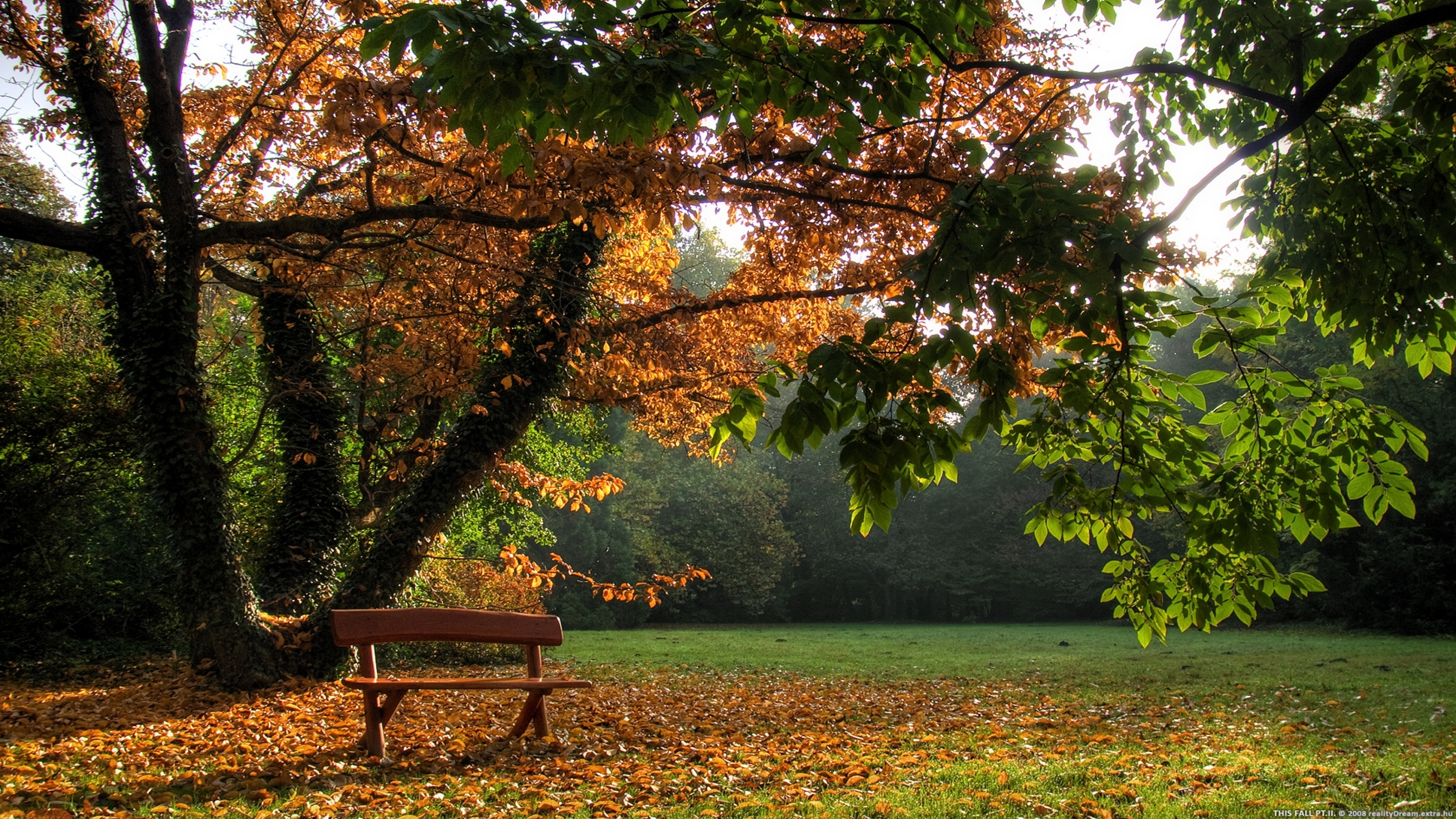 Brown Wooden Bench And Autumn Leaves On Grass Covered Field Near Tree During Daytime K 2K Nature