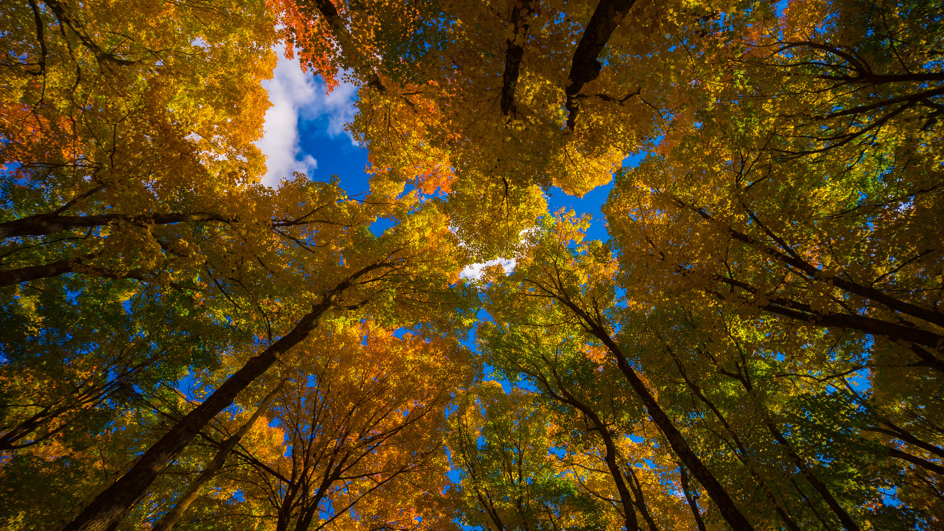 Worm’s Eye View Of Green Yellow Autumn Trees Under White Clouds Blue Sky 2K Nature