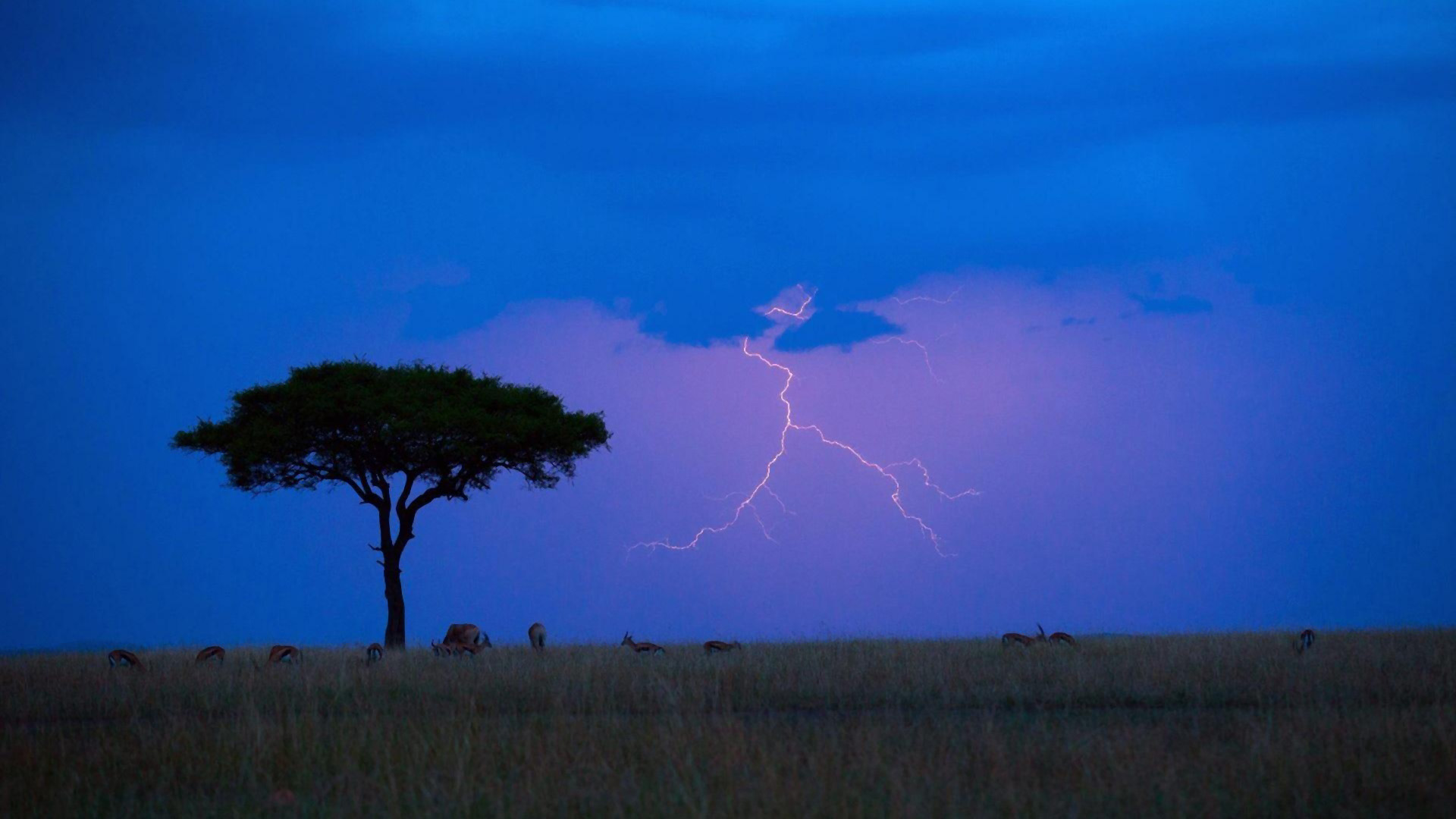 Africa Animal Earth Field Lightning Sky Tree 2K African