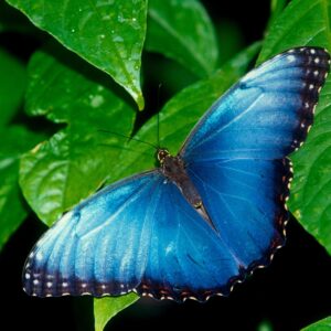 Blue Morpho